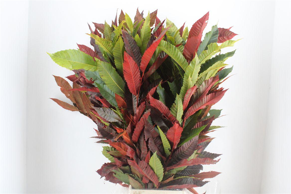 Kastanje Blad Herfst Pbs