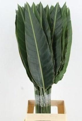 Strelitzia Reginae Leave 100cm