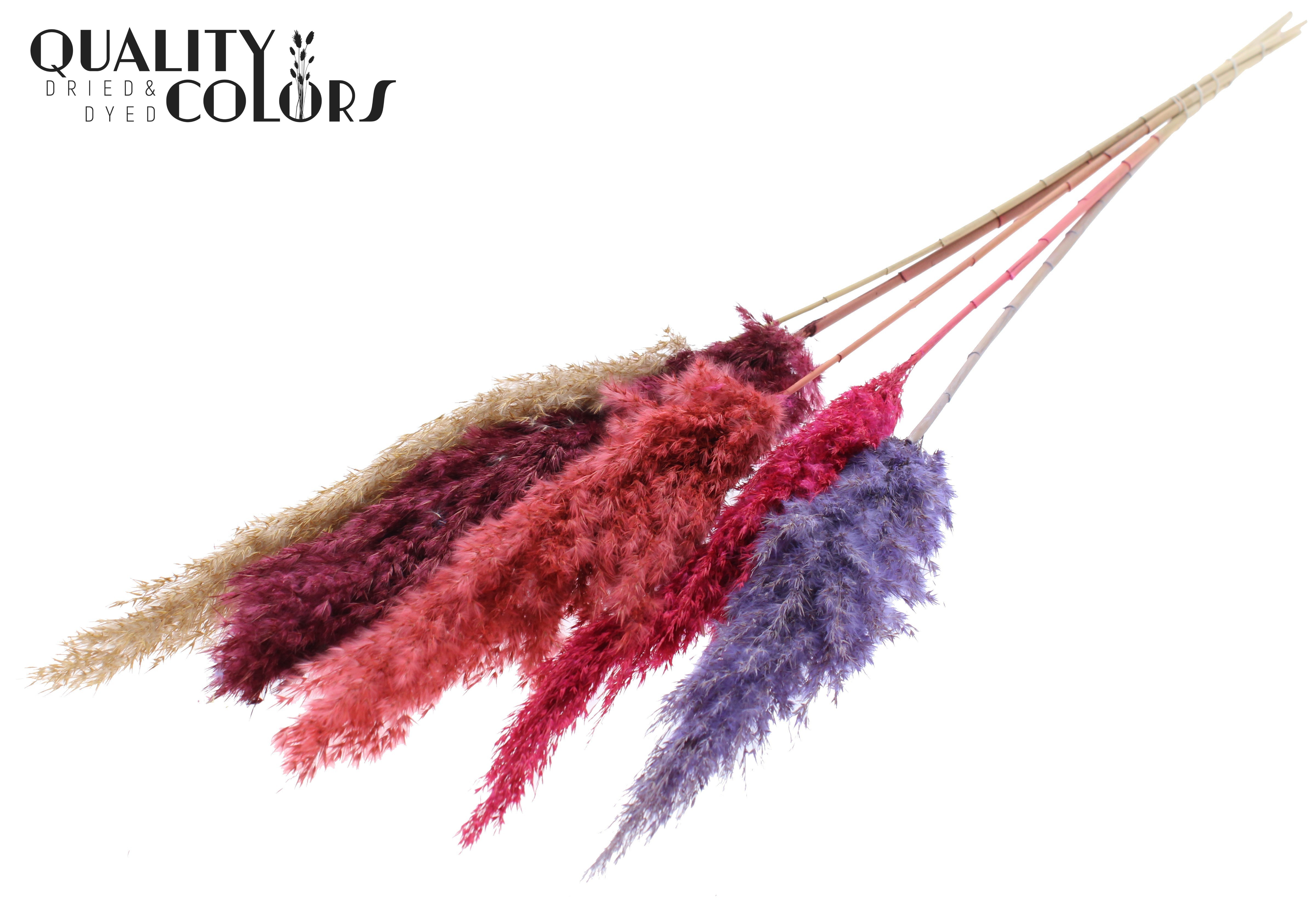 Pampas Grass Colourful 9 Per Bunch 100cm