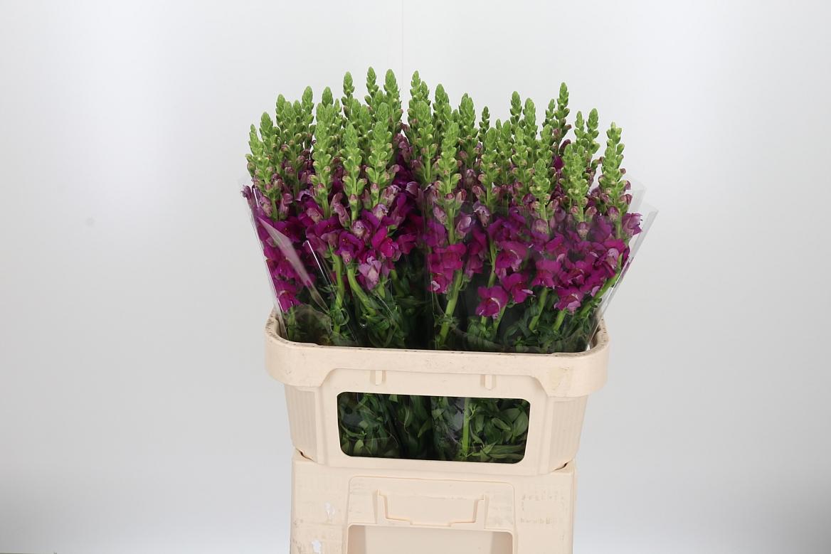 Antir Toulon Purple