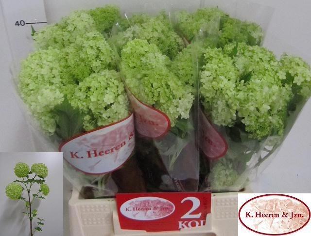 Viburnum Roseum St