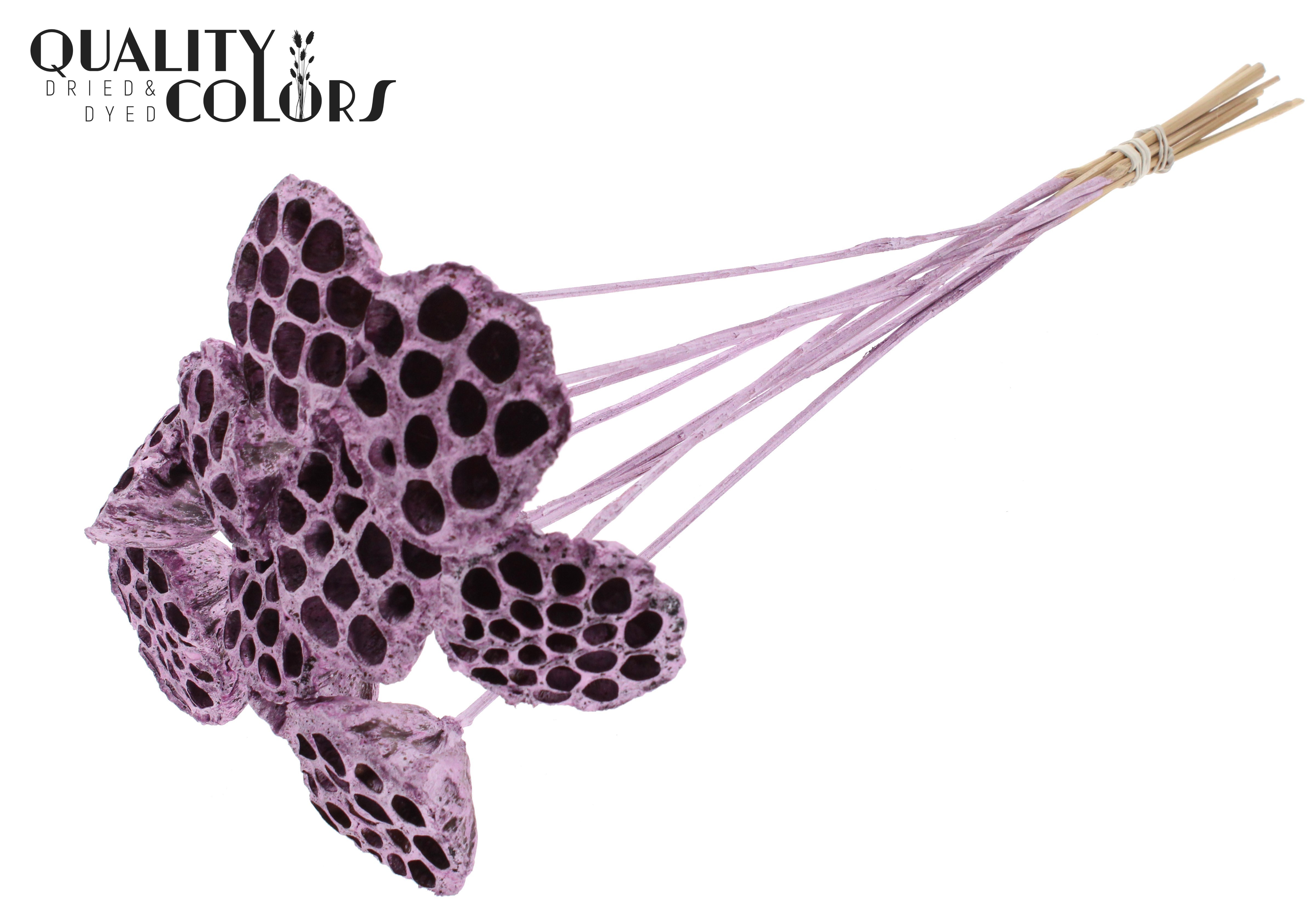 Lotus Metallic Pink 50cm