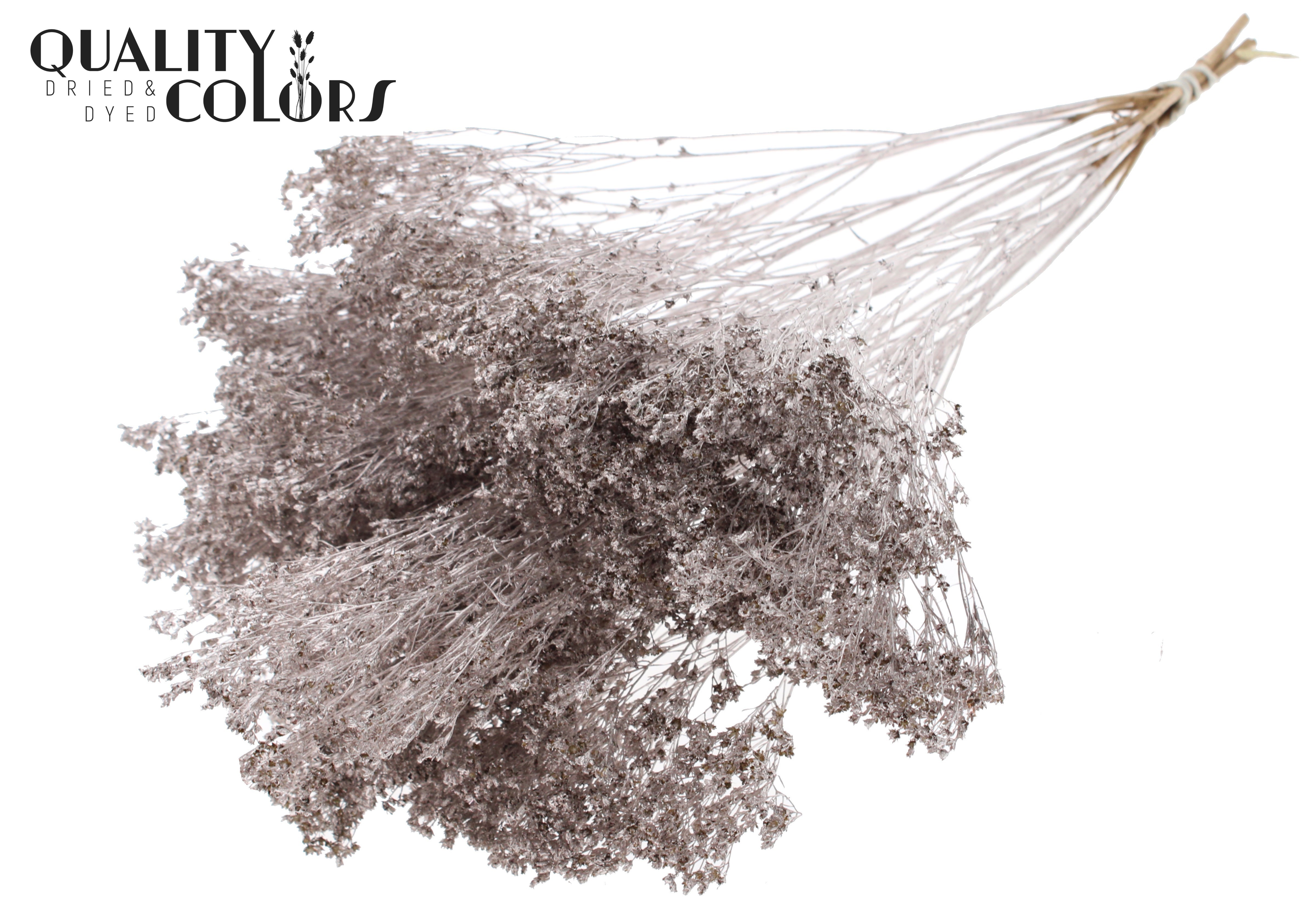 Broom Bloom Champagne Per Bunch 50cm