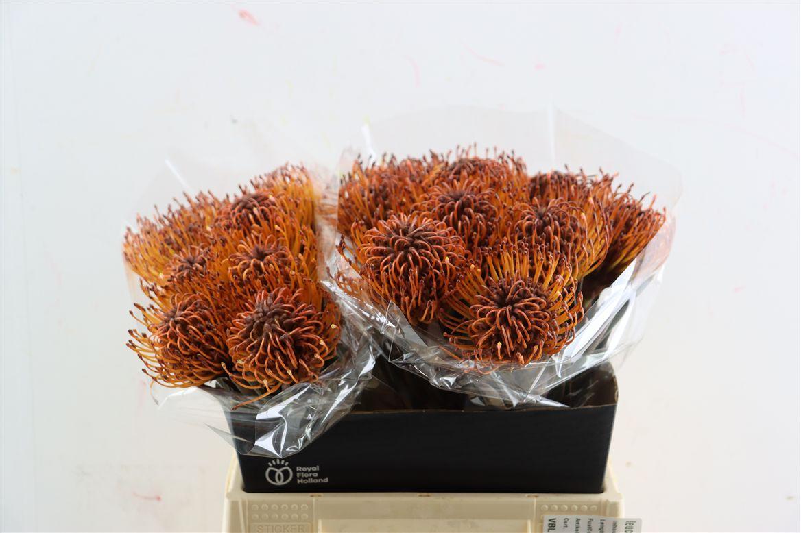Leuco Klbh Brown