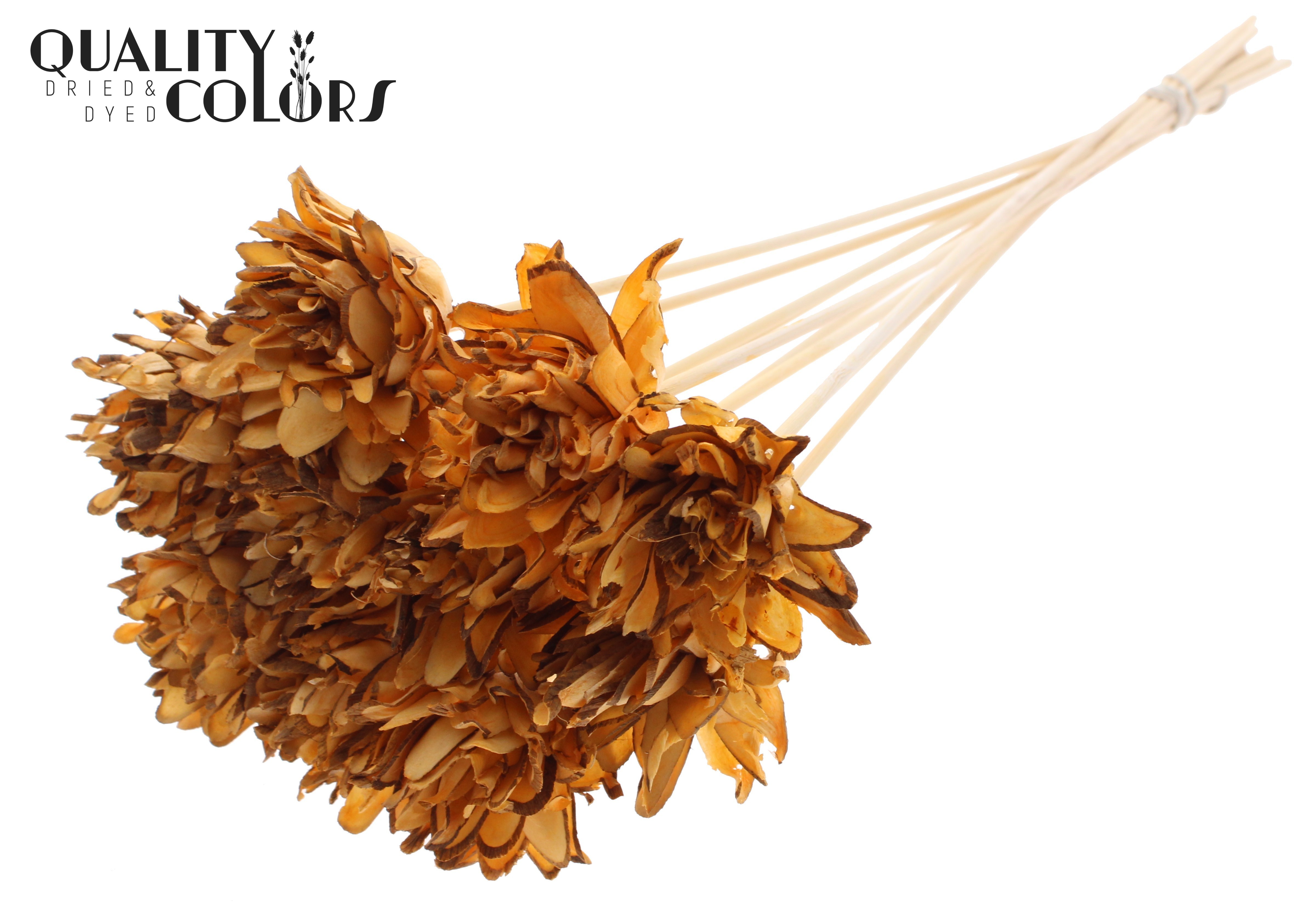 Shola Slice Pine Apricot 50cm