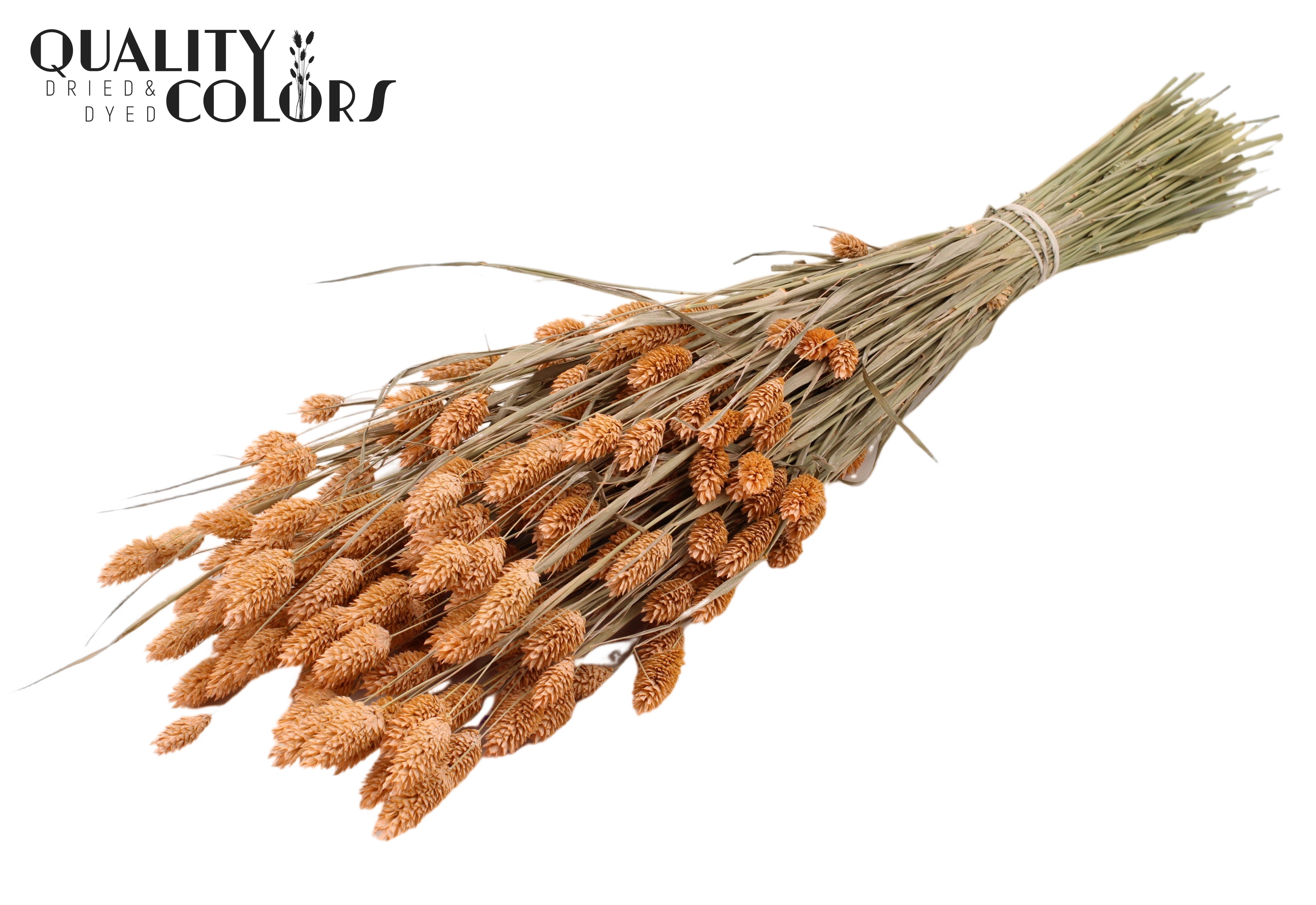 Phalaris Frosted Salmon Per Bunch 60cm 220gr.