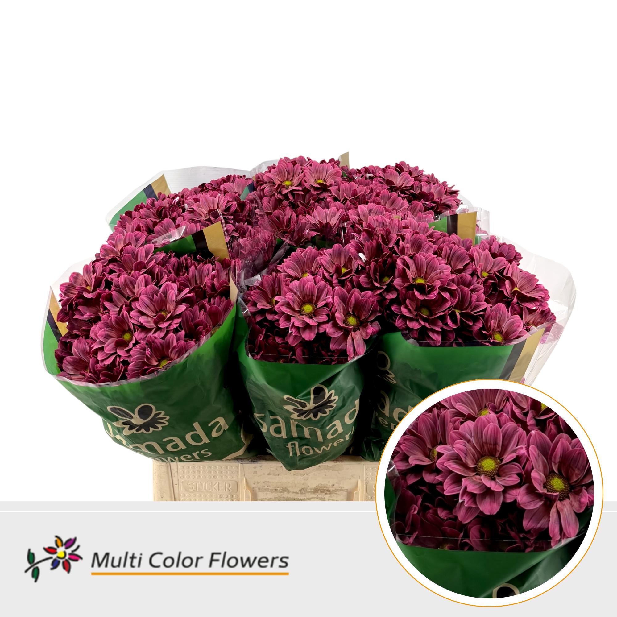 Chrysanth Spray Painted Kennedy Bordeaux 60cm
