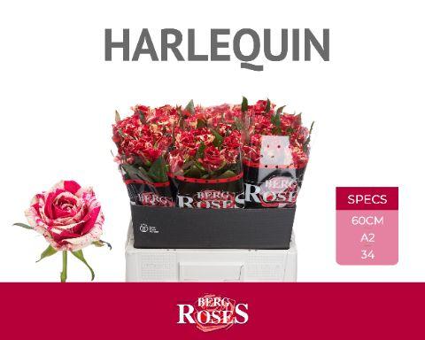 Rosa Harlequin 60cm