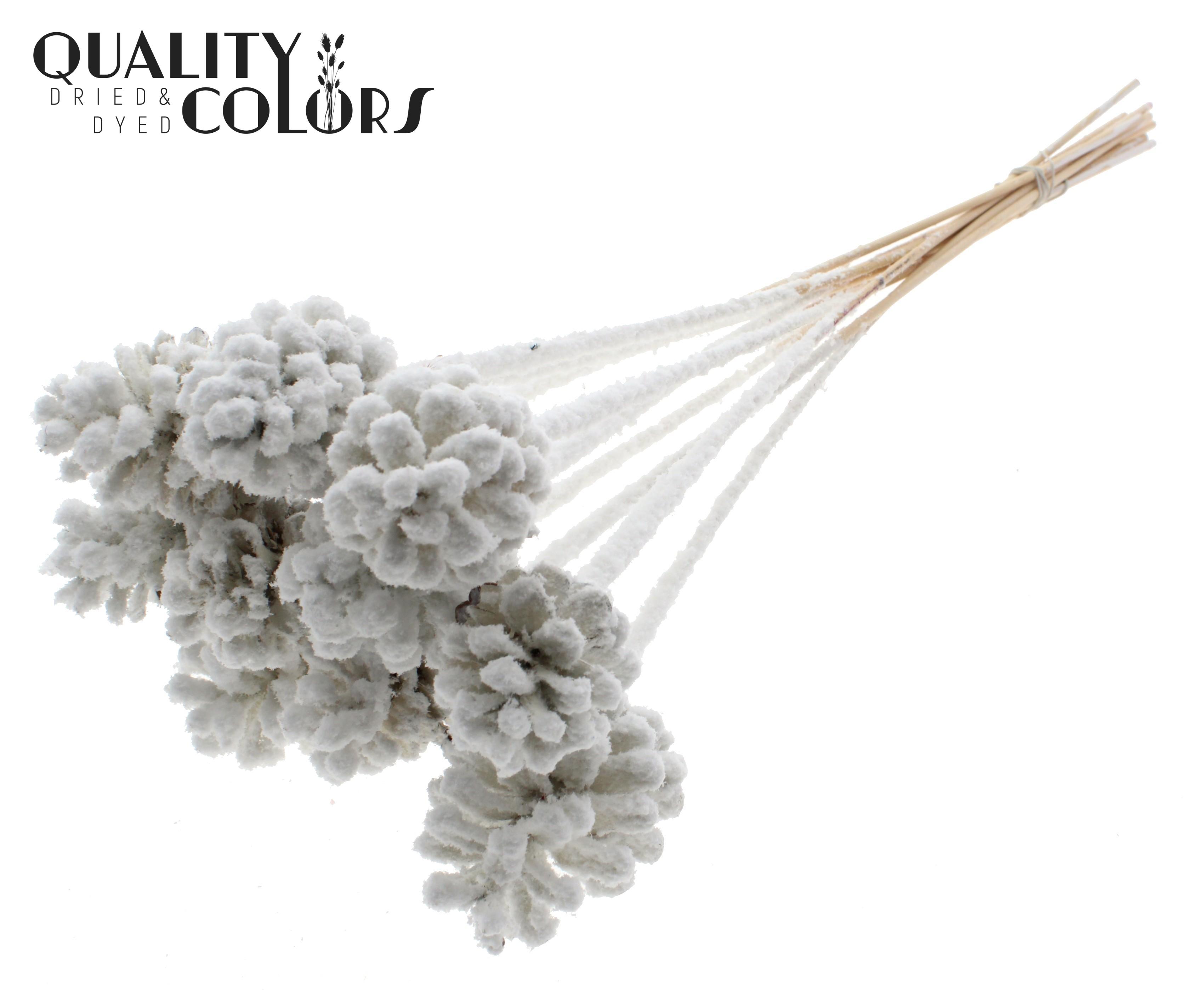 Pine Cone White + Snow 50cm