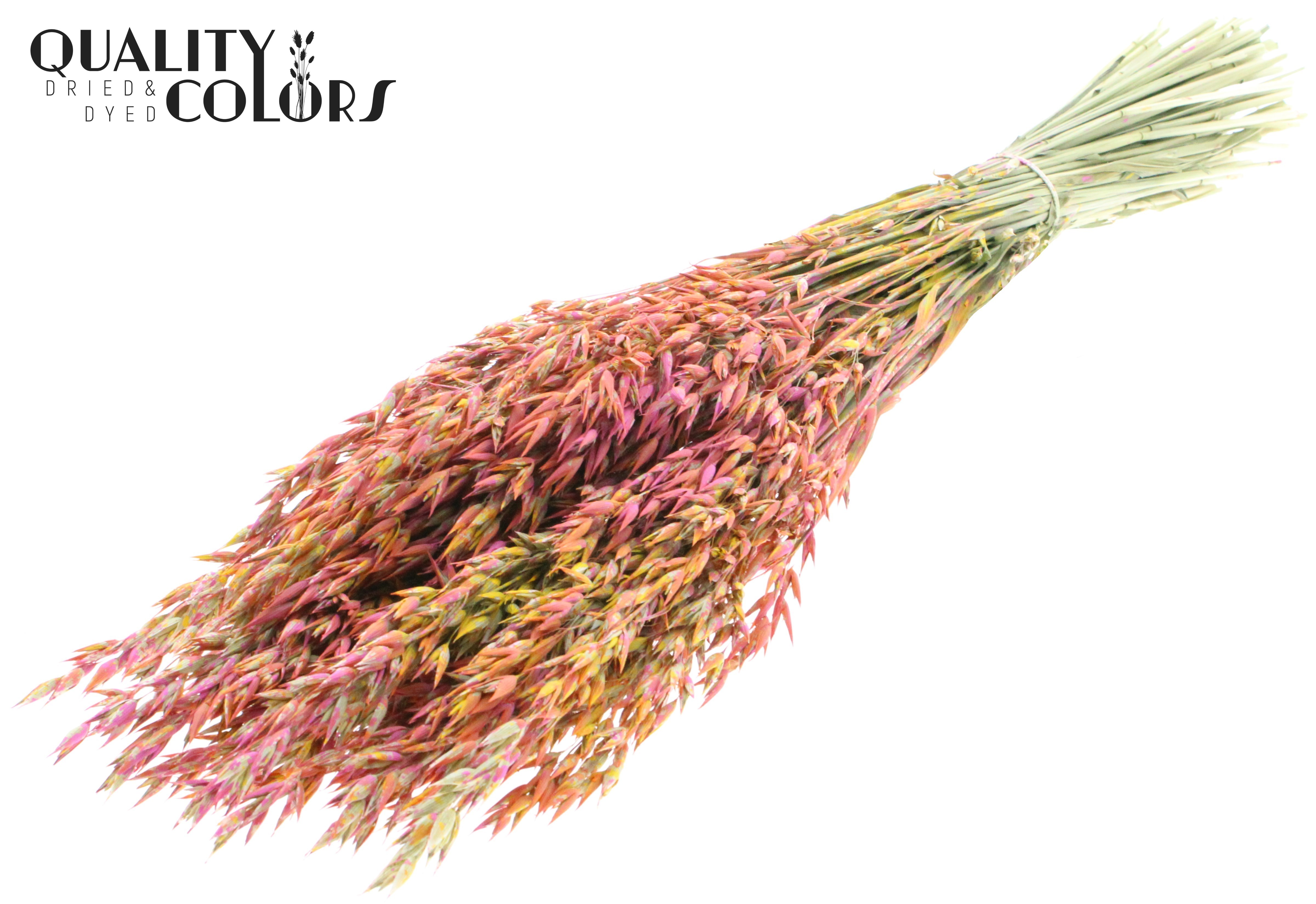 Avena Cerise Mix Per Bunch 60cm