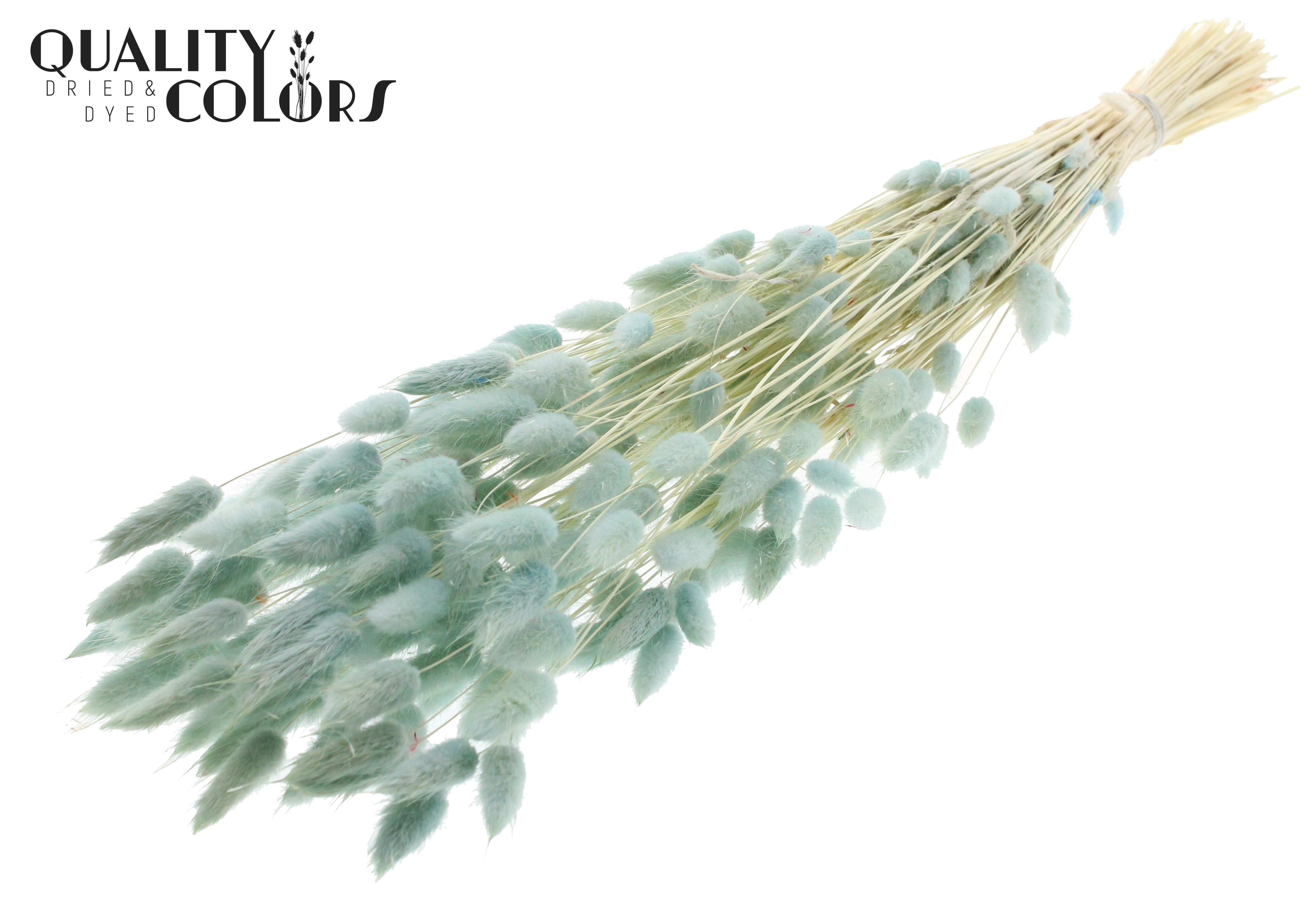 Lagurus Intense Light Blue Per Bunch 70cm