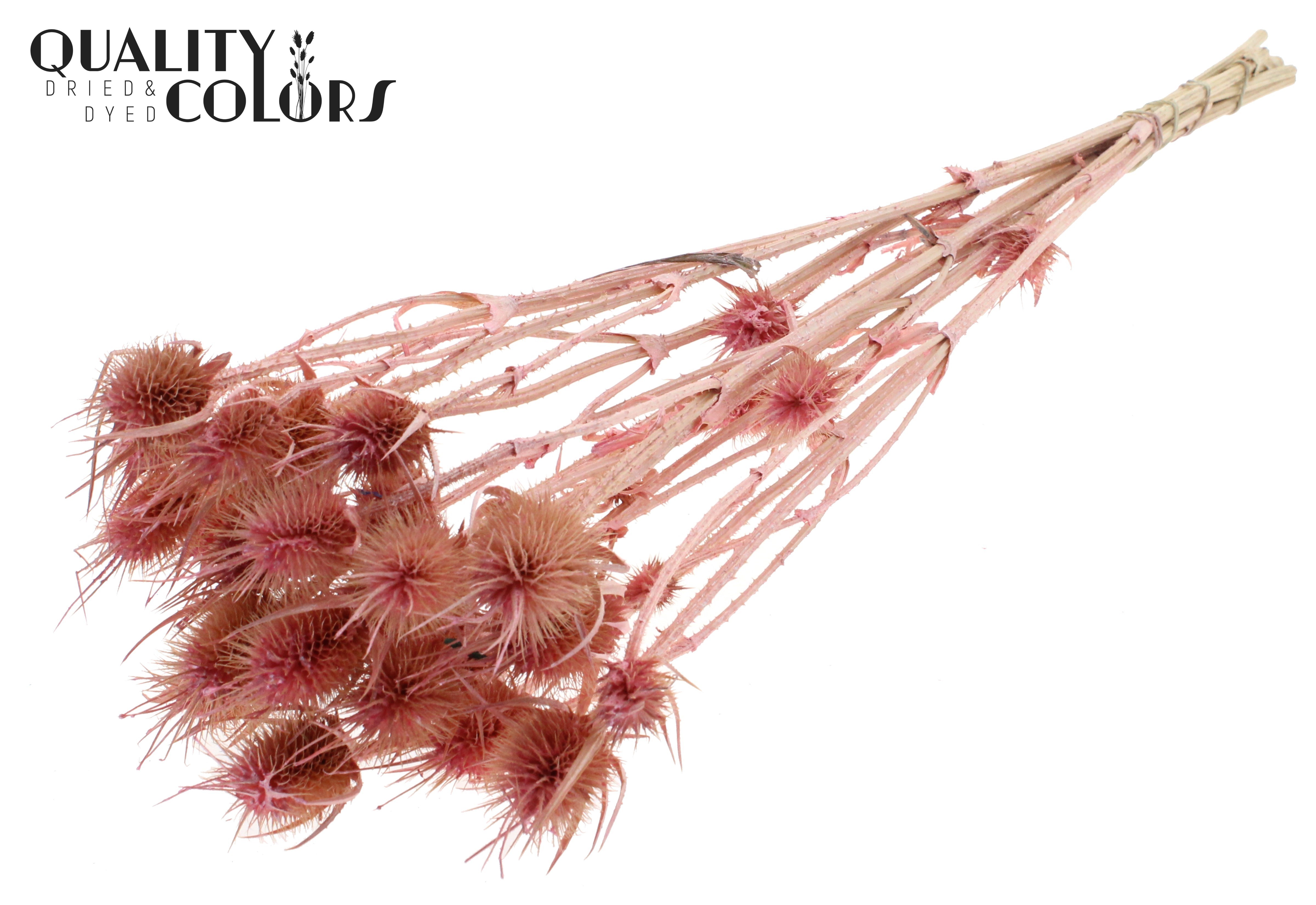 Eryngium Pearl Pink Per Bunch 55cm