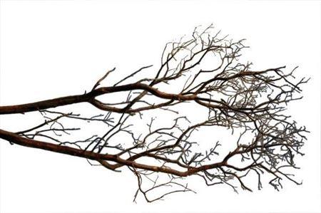 Manzanita 90cm