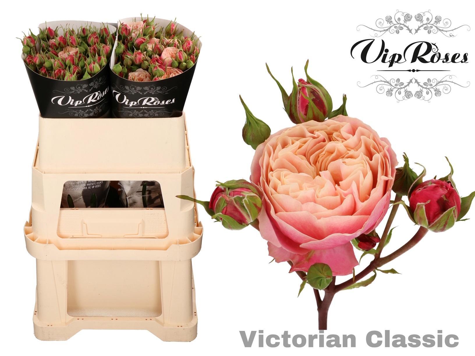 R Tr Victor Classic@ 70 cm