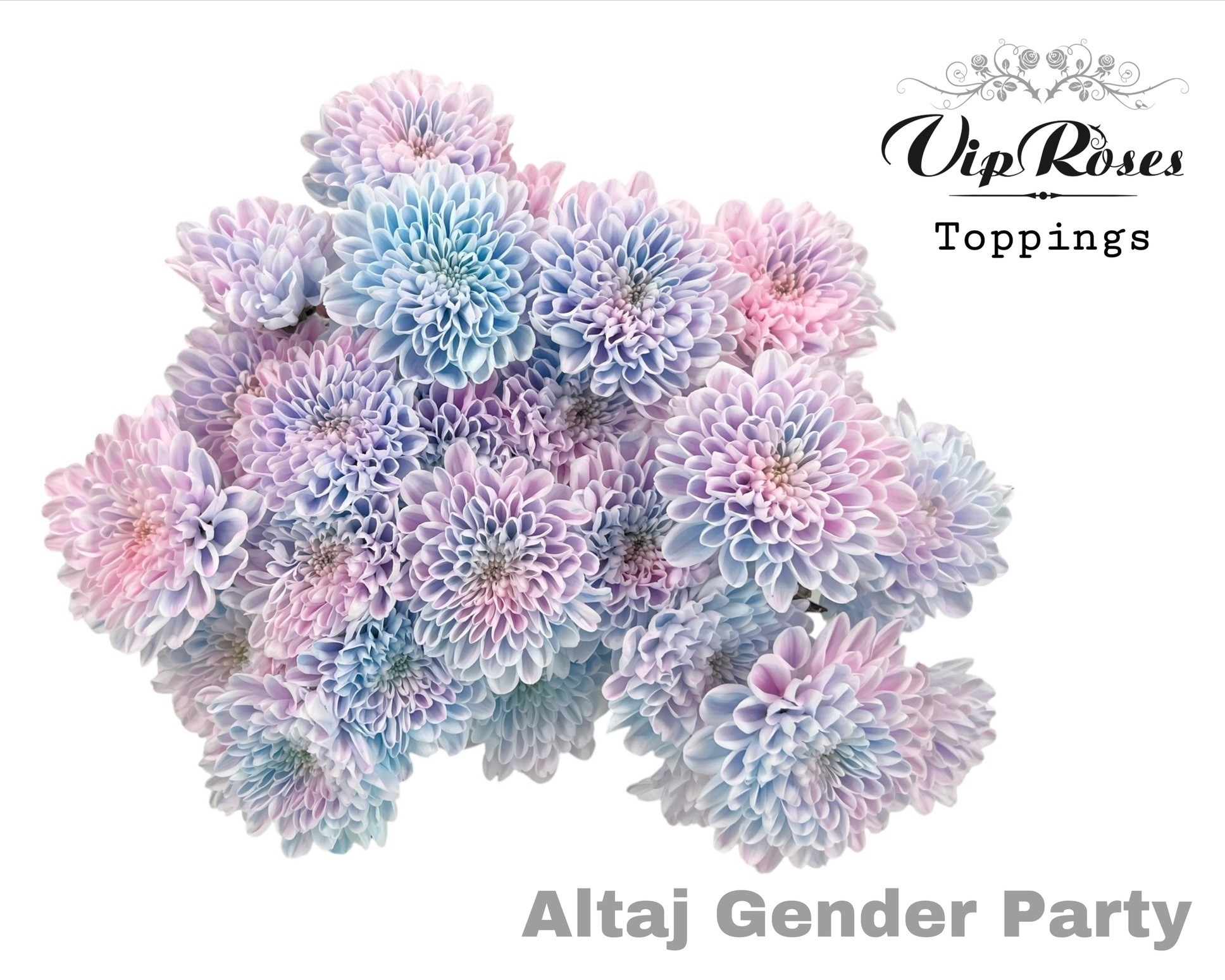 Chr T Altaj Gender Party 70 cm