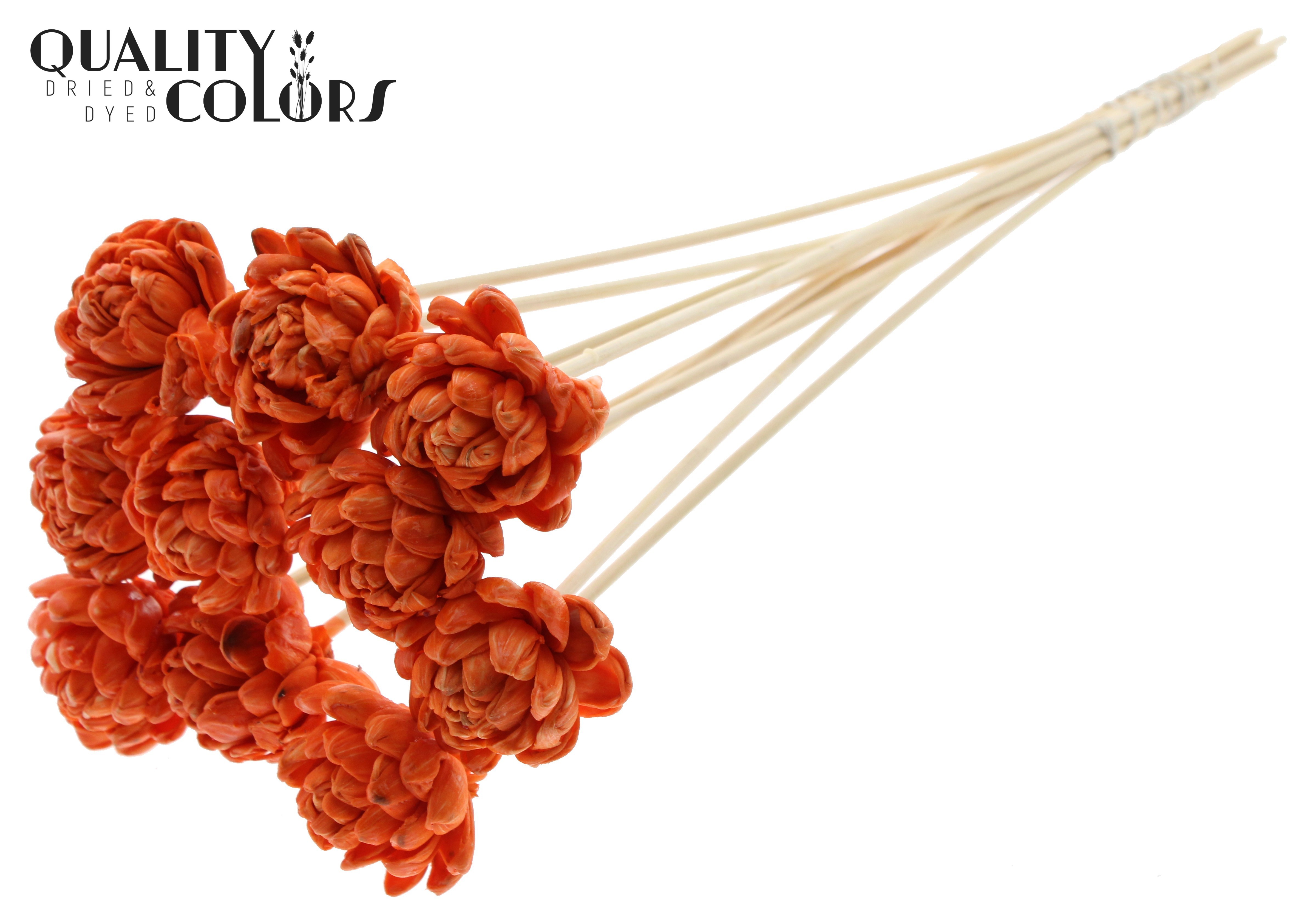 Shola New Beauty Rose Wax Orange 50cm