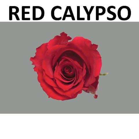 Rosa Red Calypso 50cm