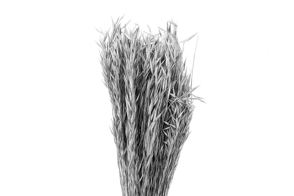 Dried Avena Wild Silver Bunch