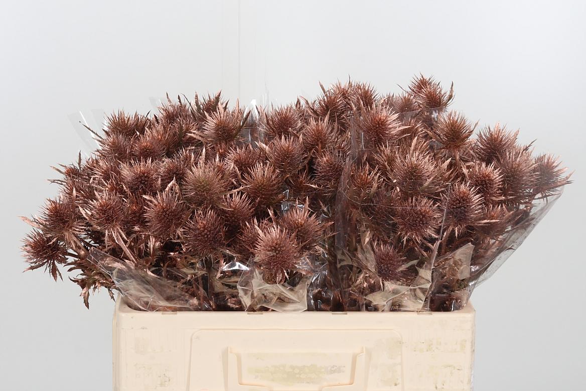 Eryngium Anita Bronze