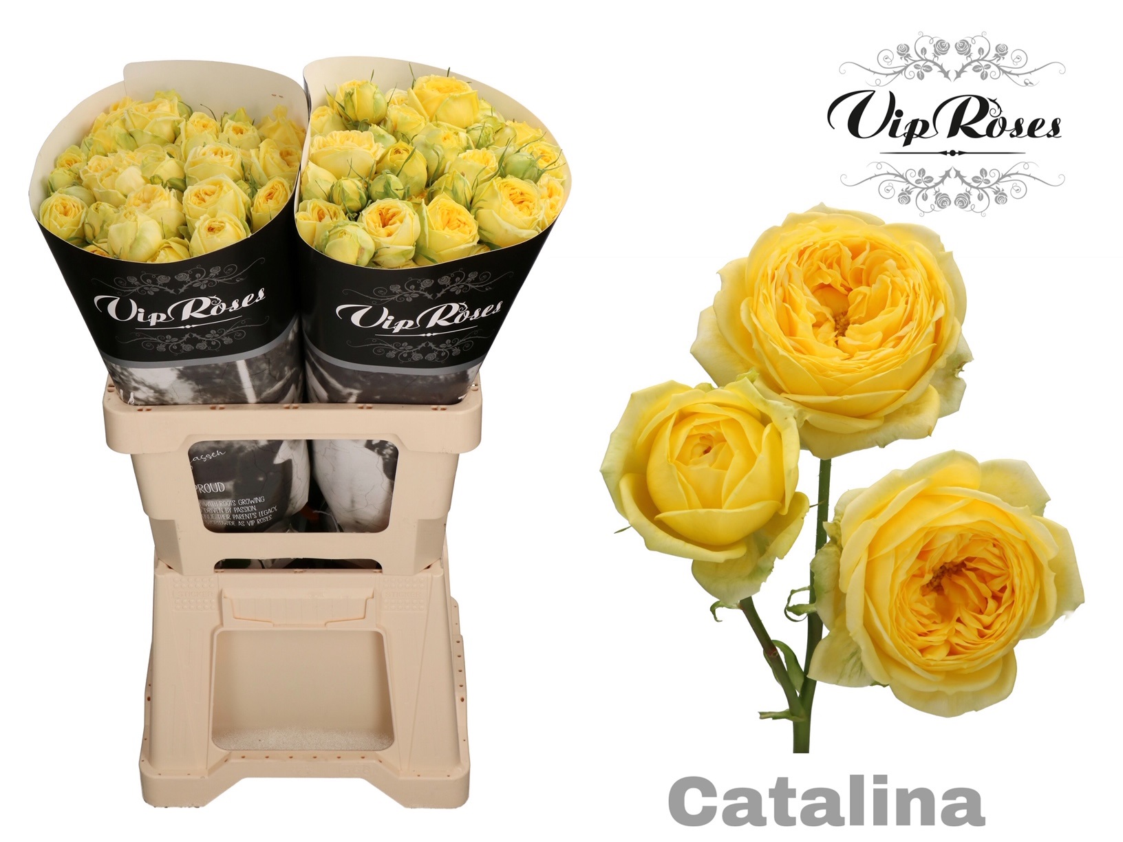R Tr Catalina@