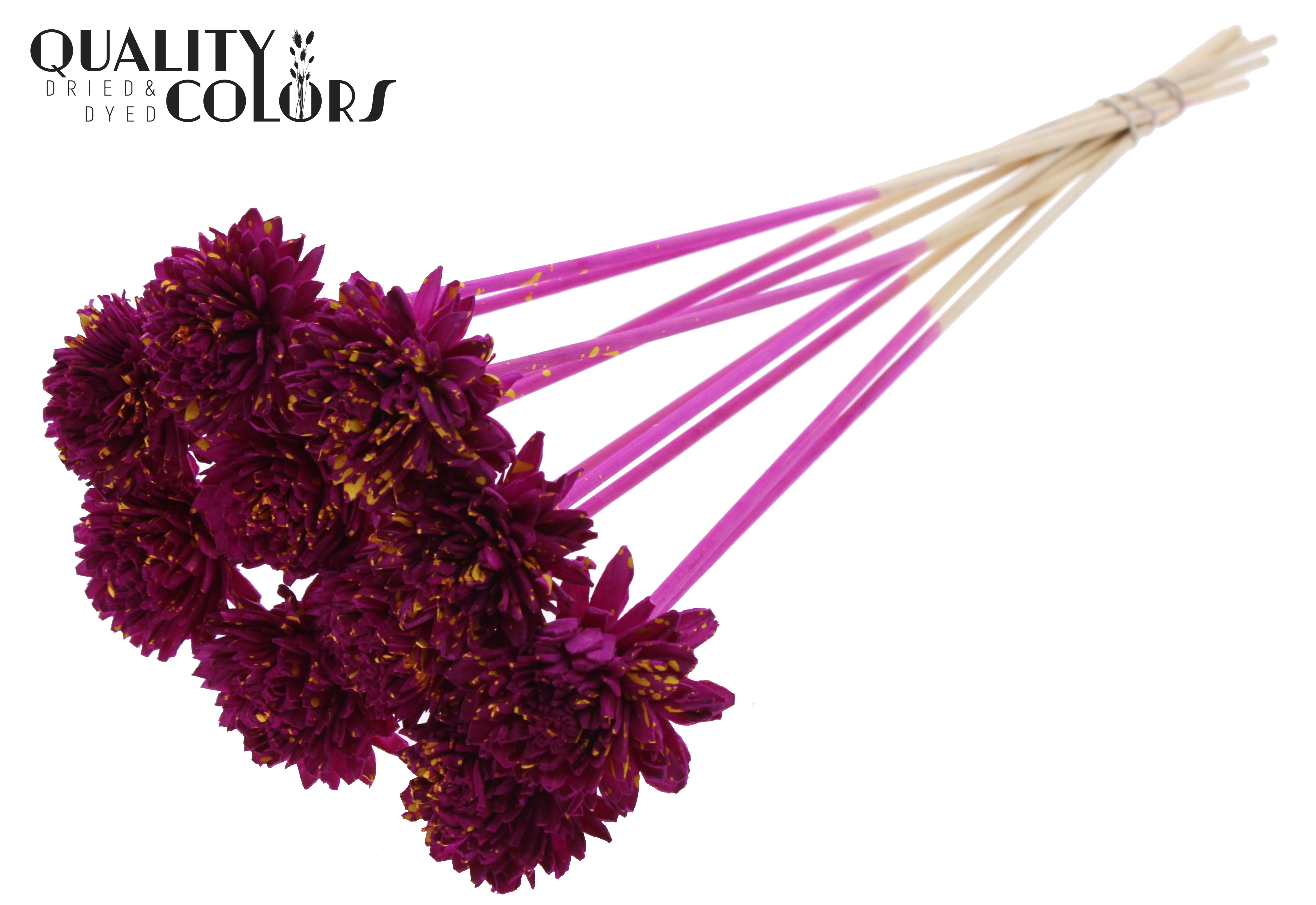 Shola Zinia Splashed Lilac Yellow 50cm
