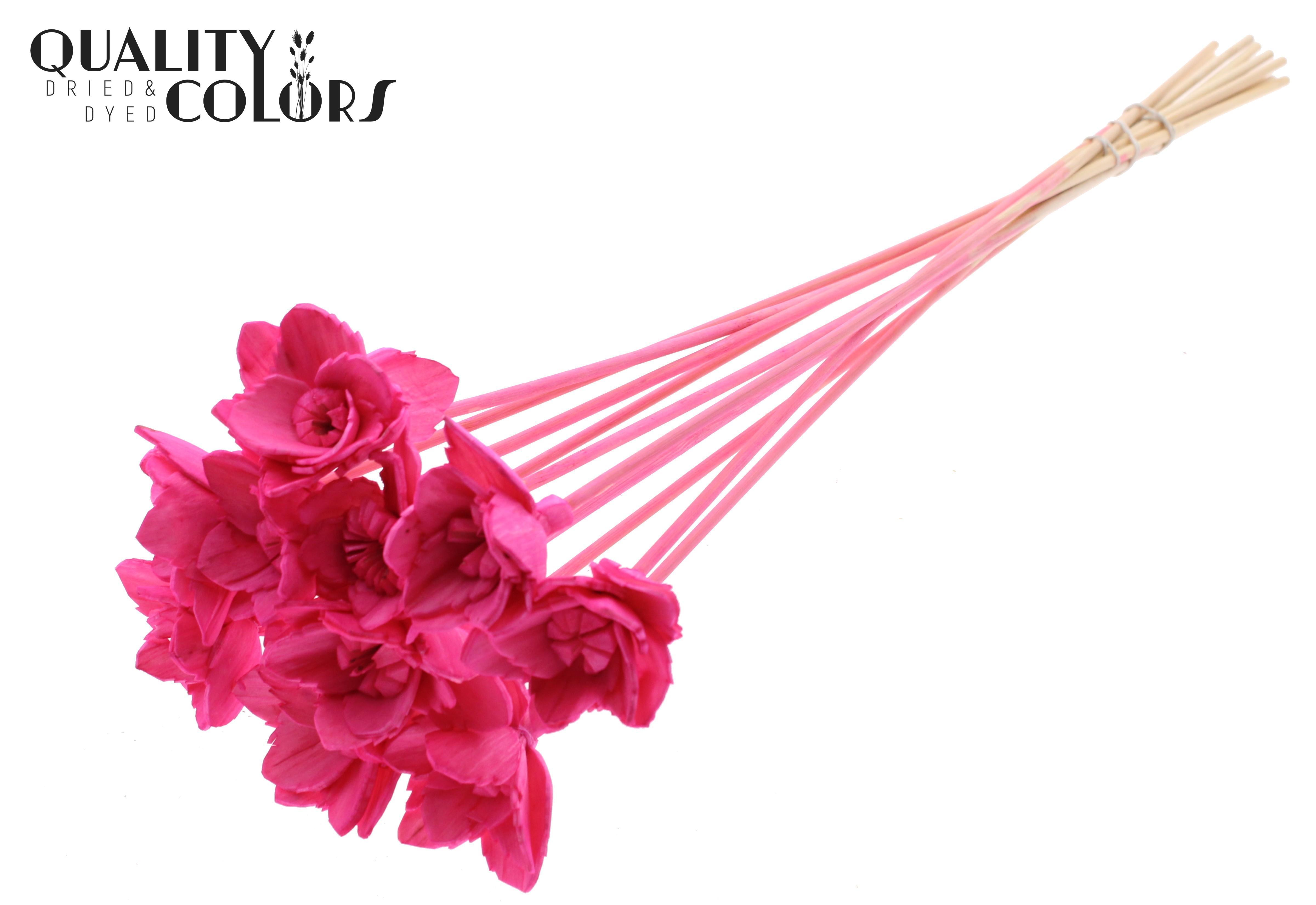 Shola Queen Cerise 50cm