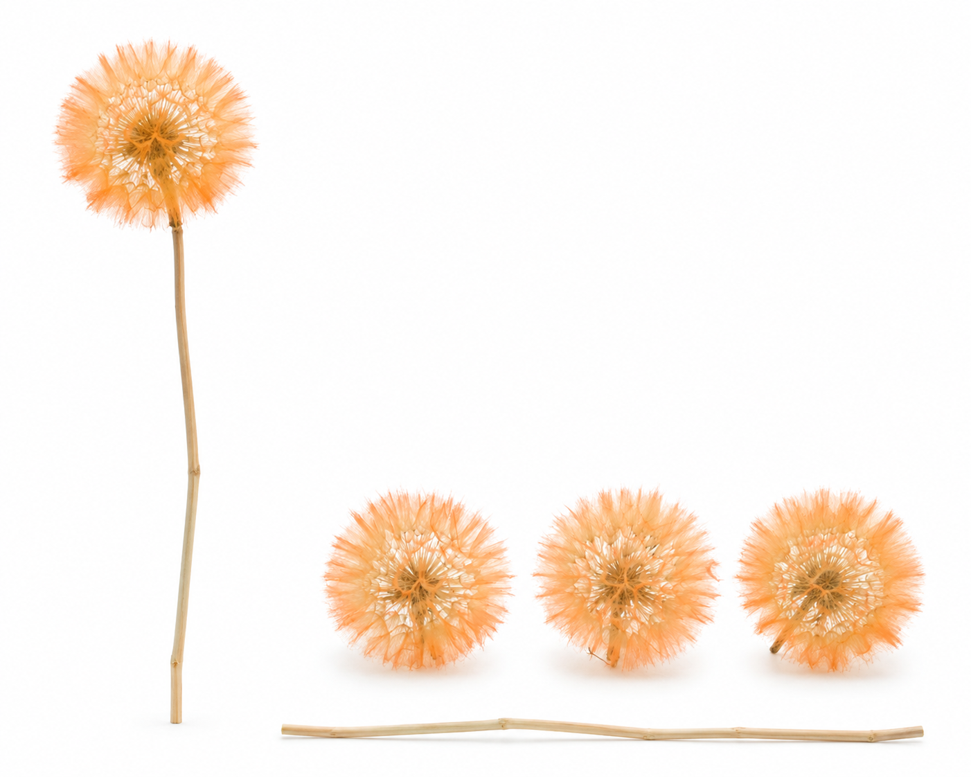 Dried Bleached Dandelion Orange