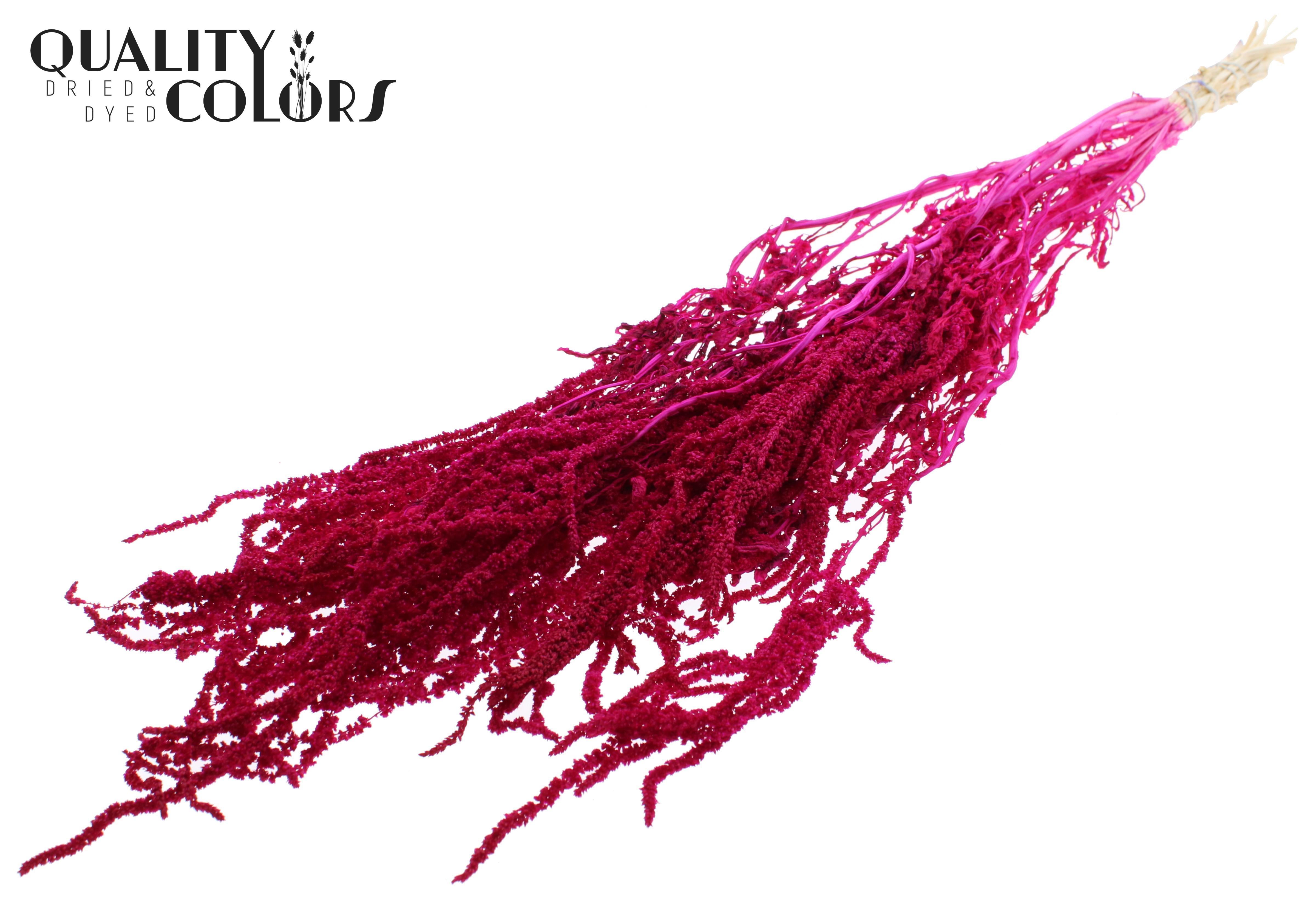 Amaranthus Caudatus Intense Lilac Per Bunch 80cm
