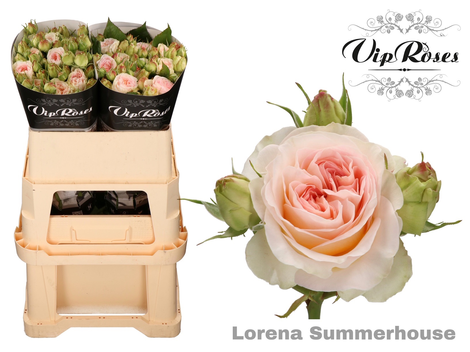 R Tr Lorena Summerh 70 cm