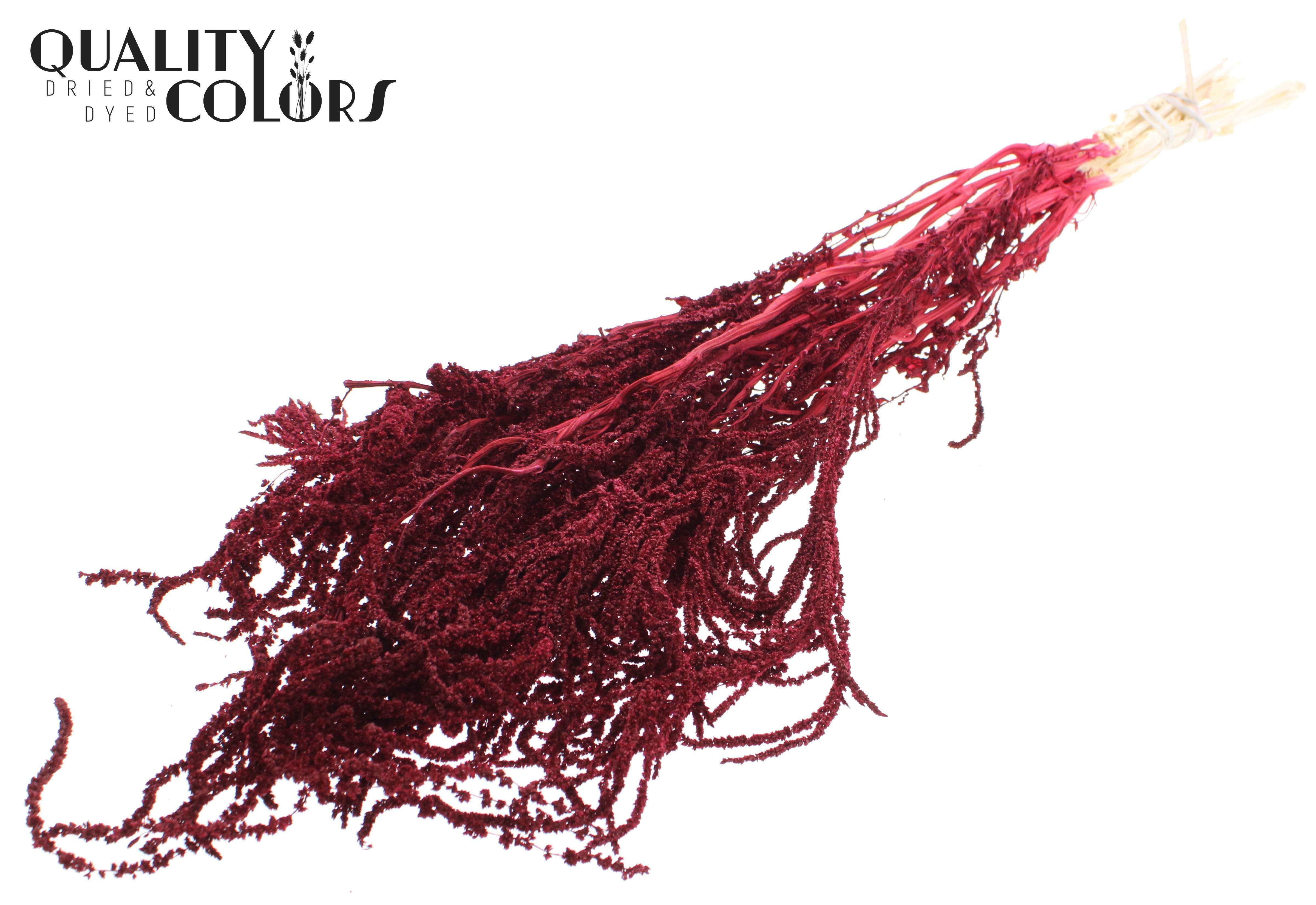Amaranthus Caudatus Intense Burgundy Per Bunch 80cm