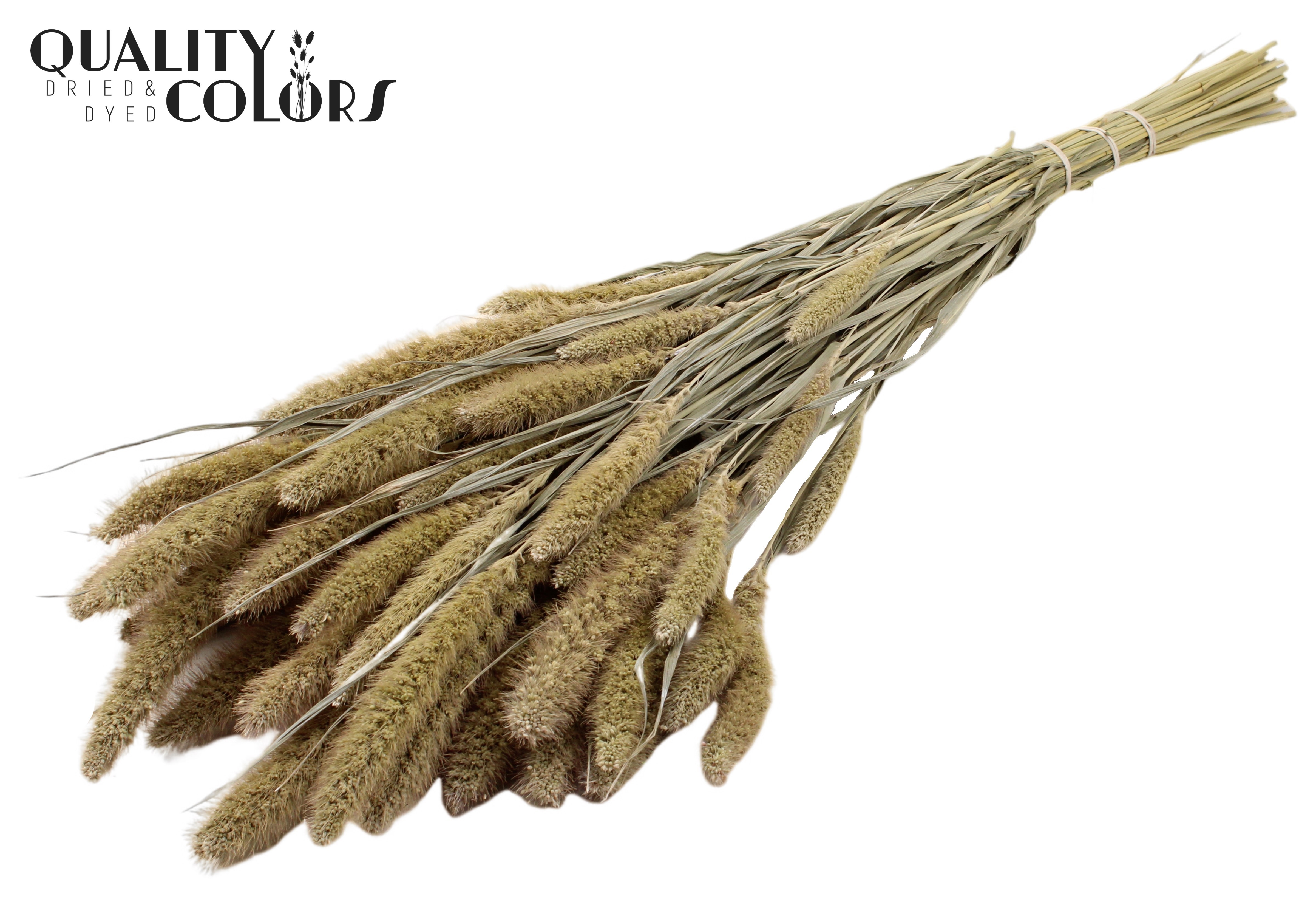 Setaria Frosted White Per Bunch 70cm