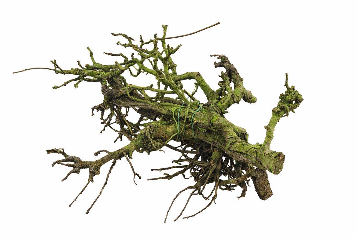 Perenhout Bundle 5pcs