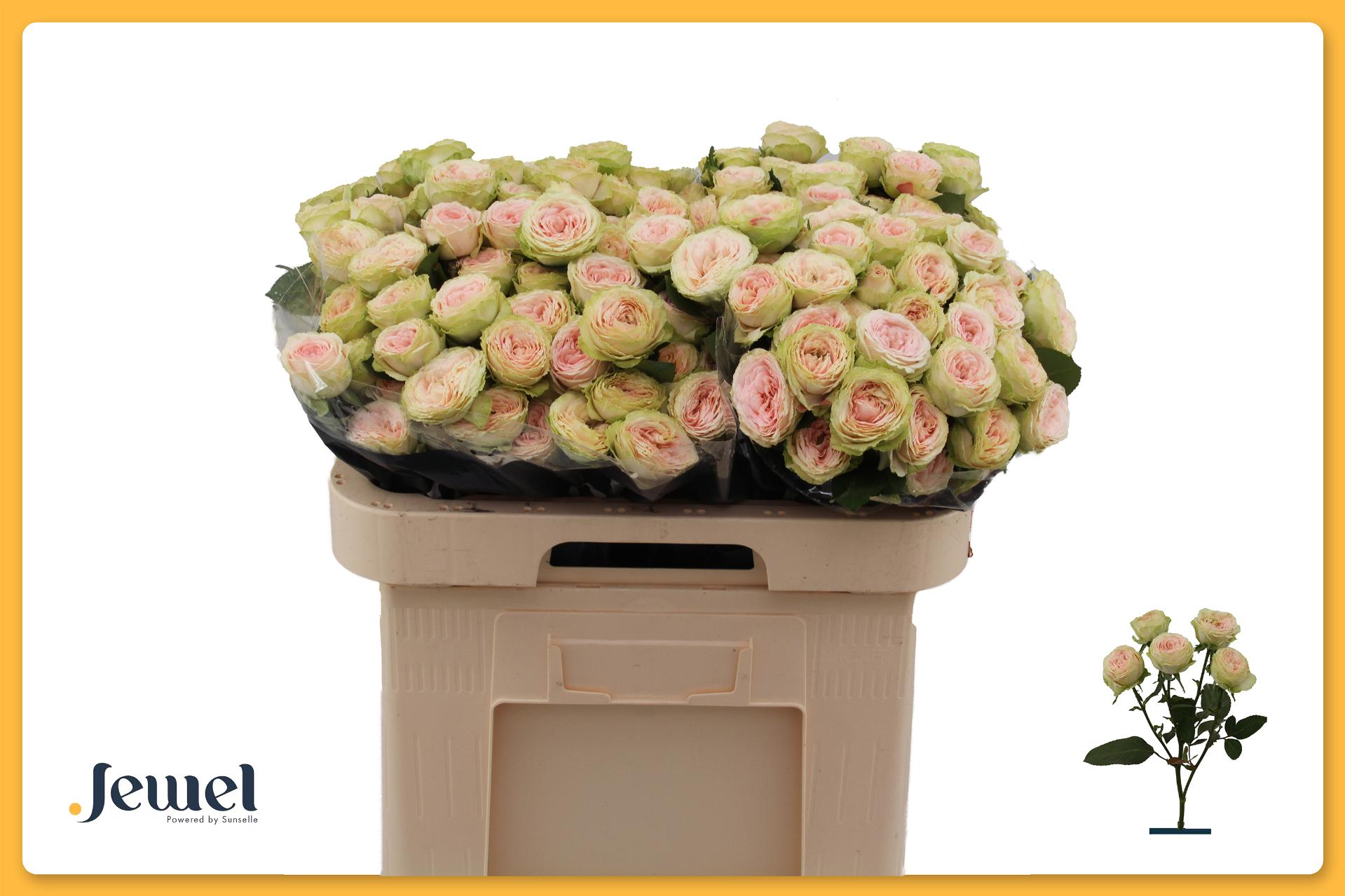 Rosa Spr Sweet Giselle 60cm