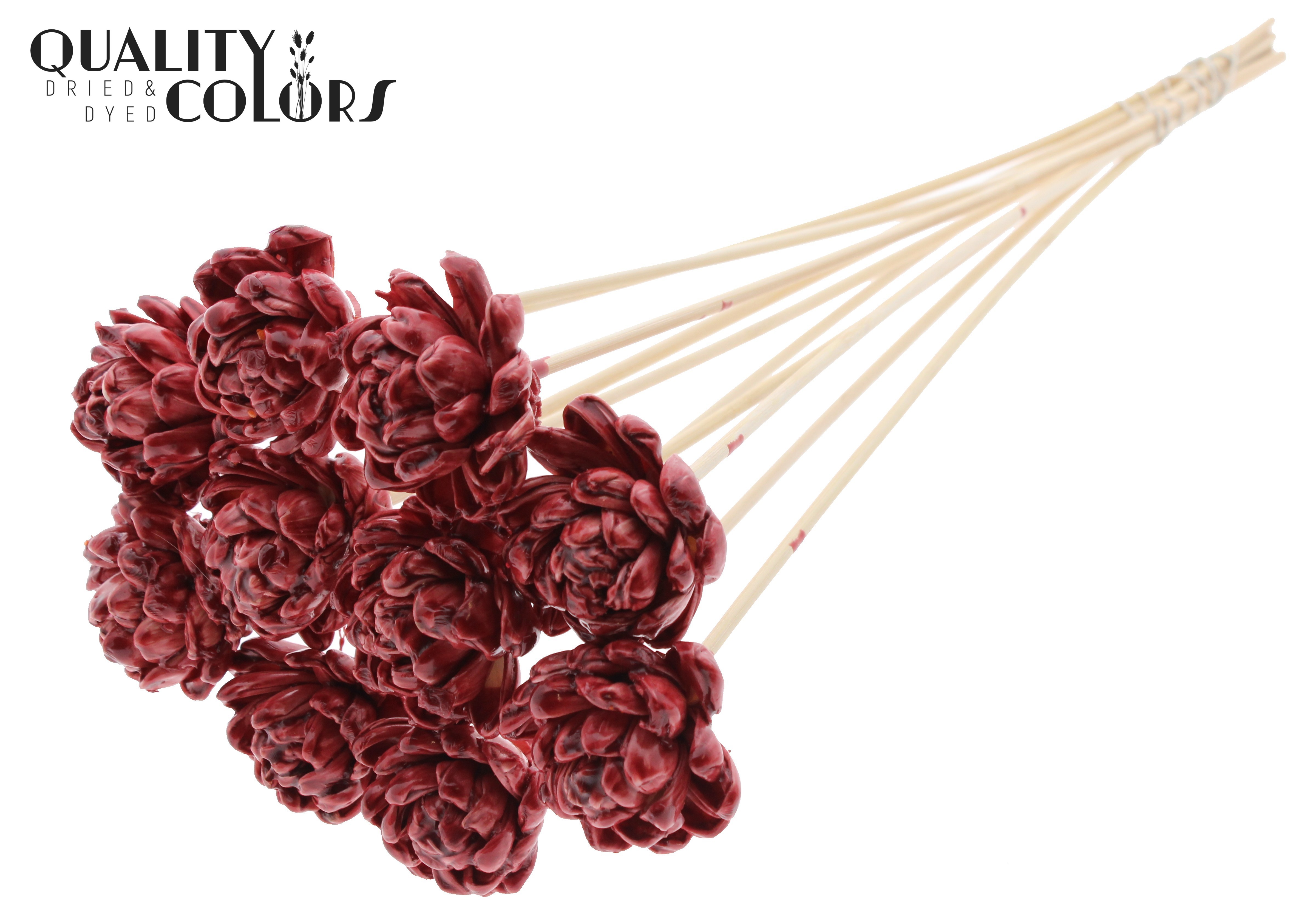 Shola New Beauty Rose Wax Burgundy 50cm