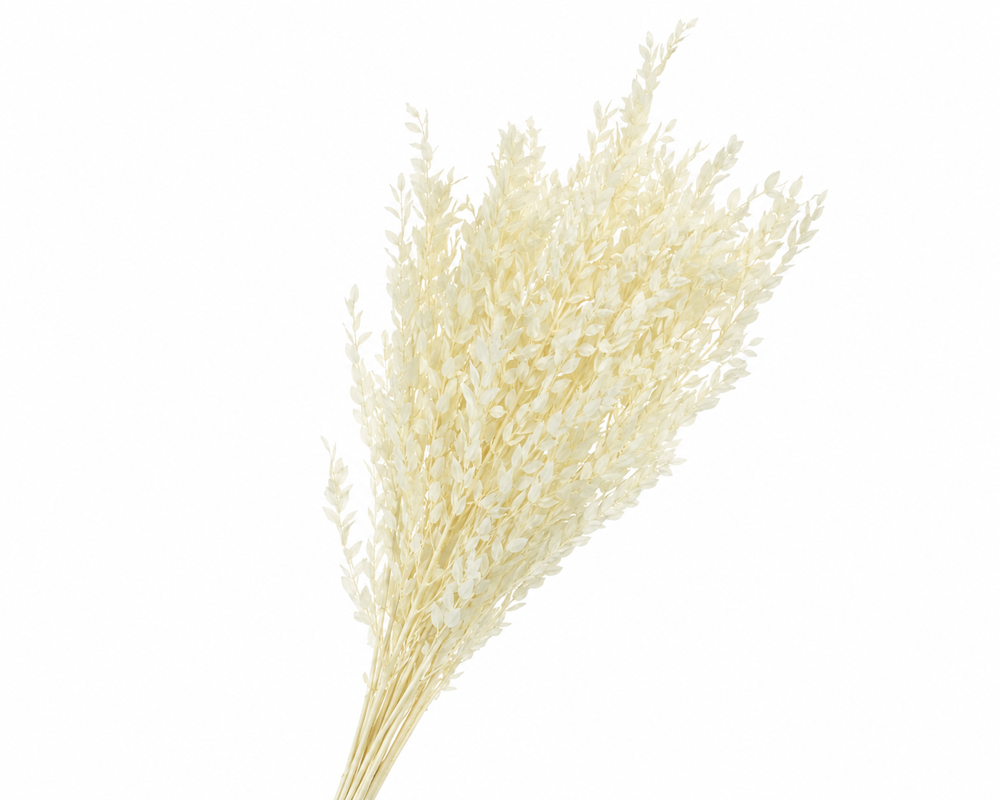 Dried Bleached Eucalyptus Parvifolia