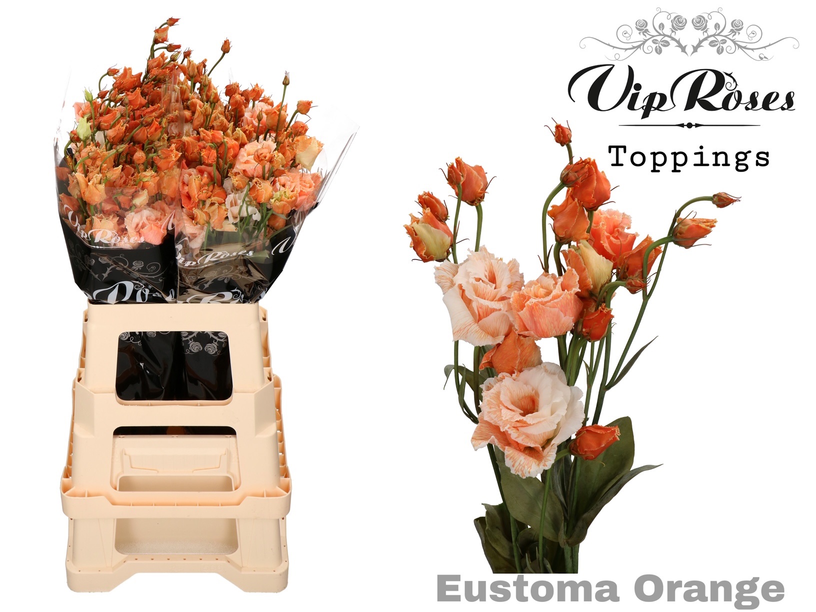 Eust G Alissa Overig Orange 75 cm
