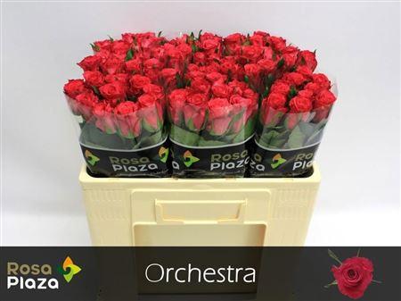 R Gr Orchestra