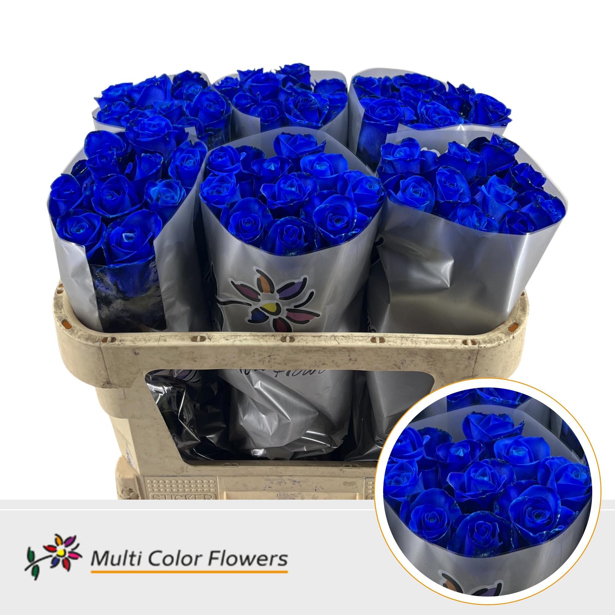 Rosa Painted Navy Blue 70cm