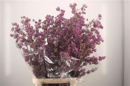 Callicarpa Xl
