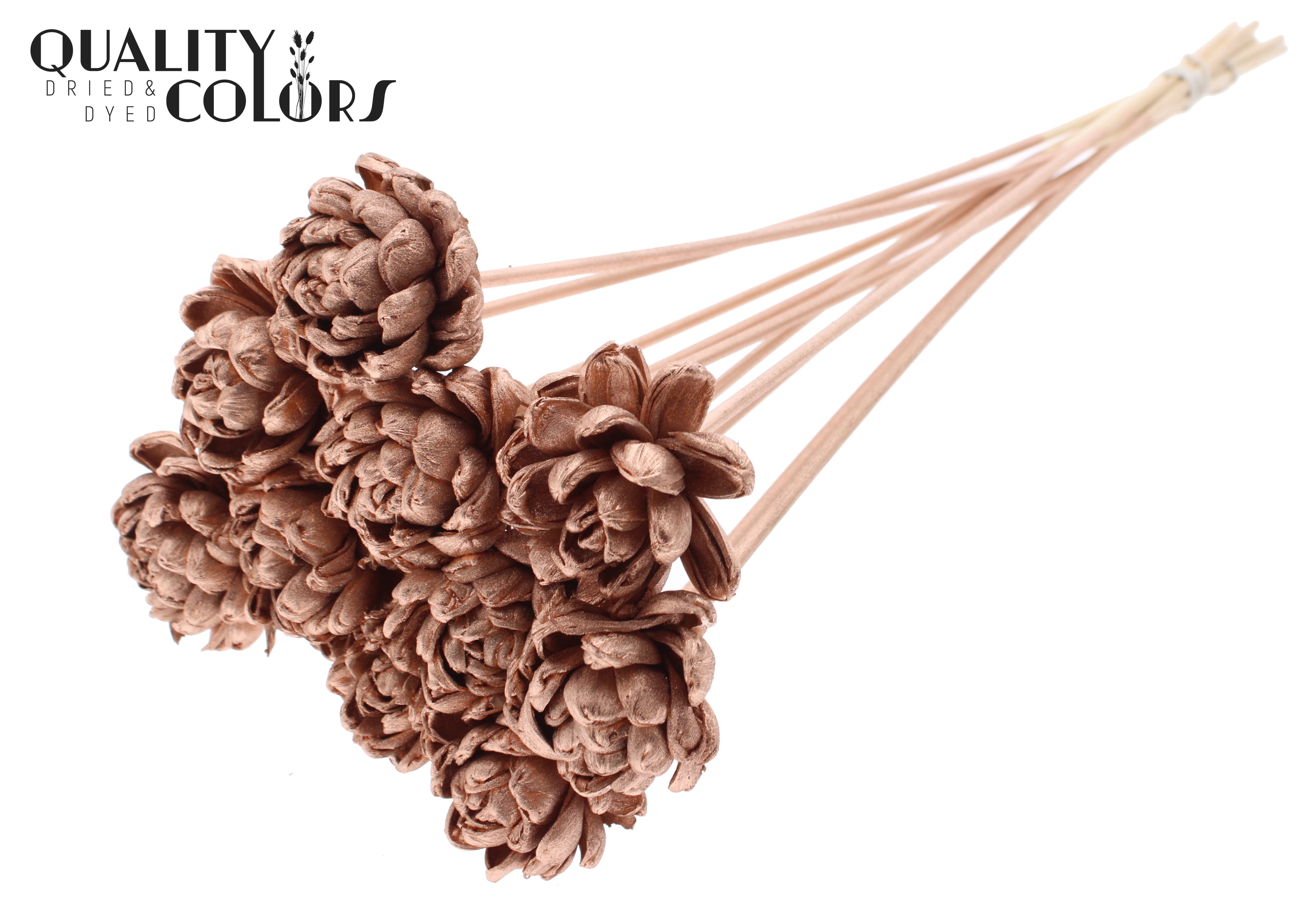 Shola Beauty Rose Copper 50cm