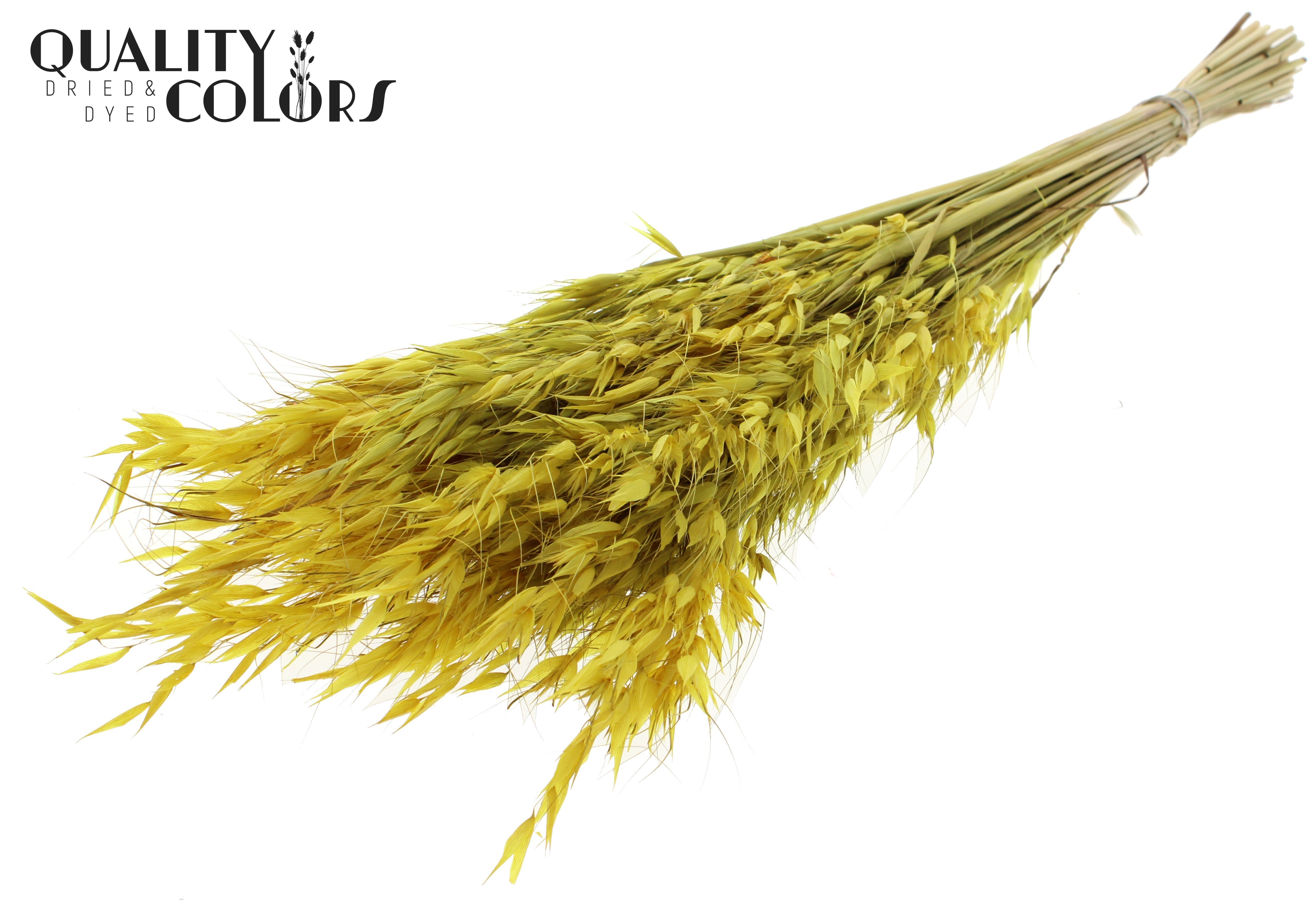 Avena Yellow Per Bunch 70cm