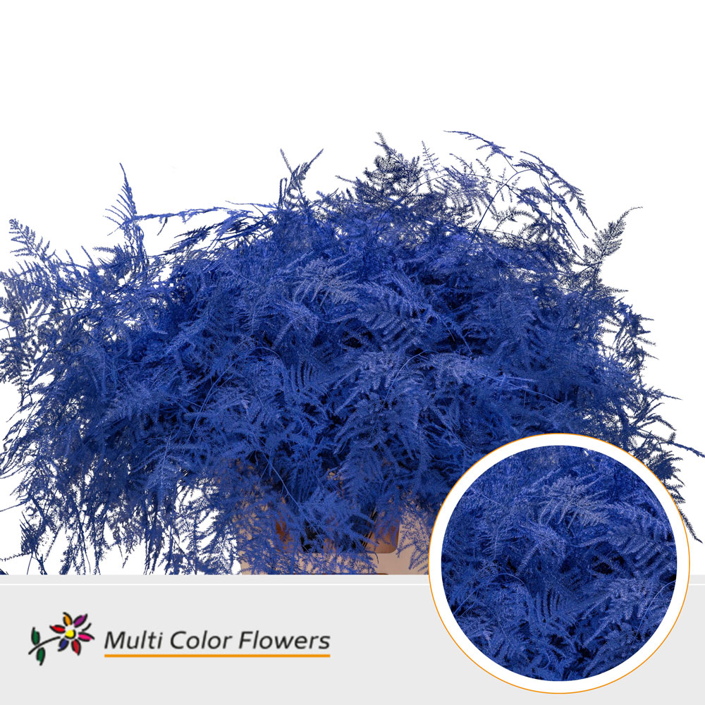 Asparagus Extra V Blauw Donker