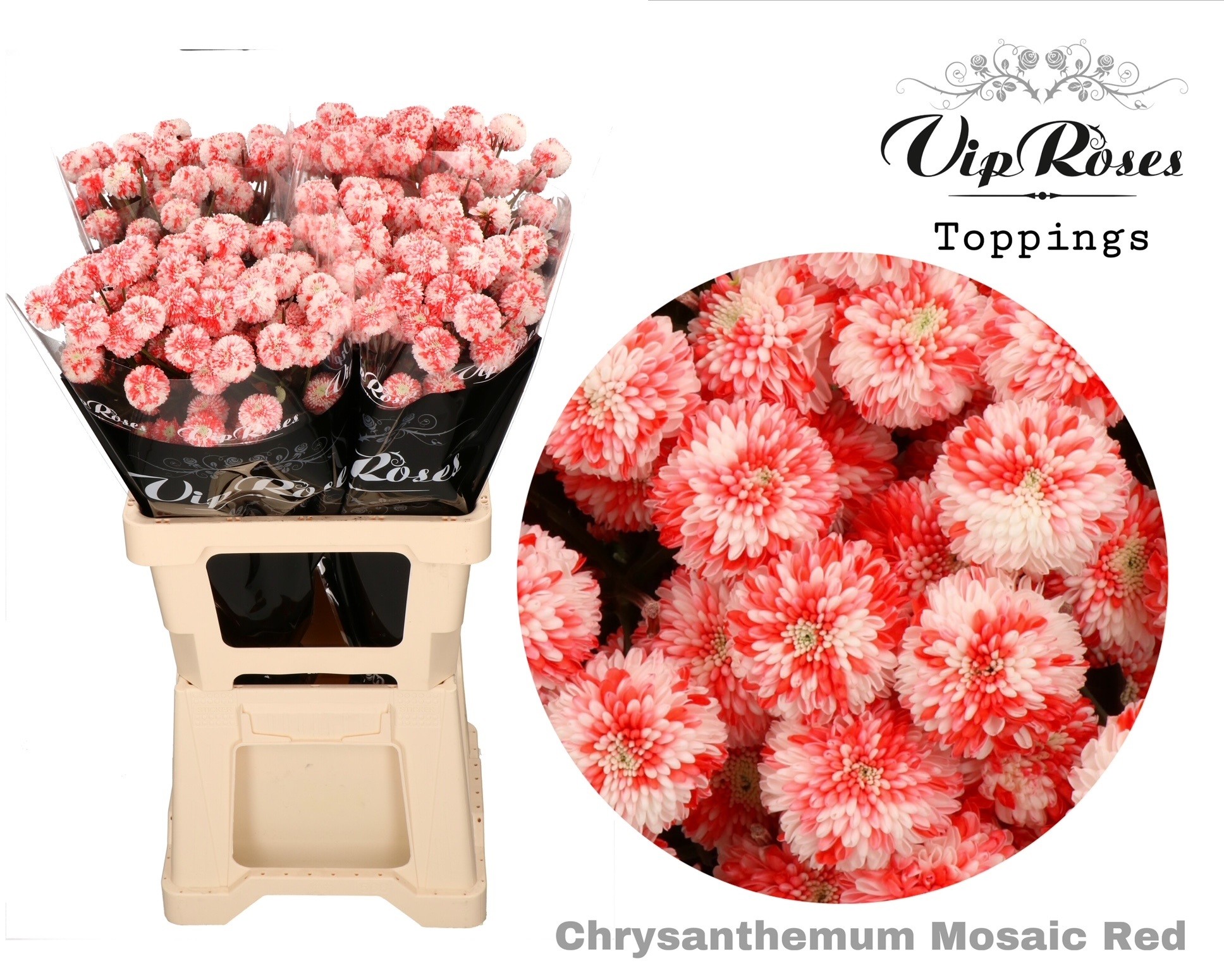 Chr T Mosaic Red 60 cm