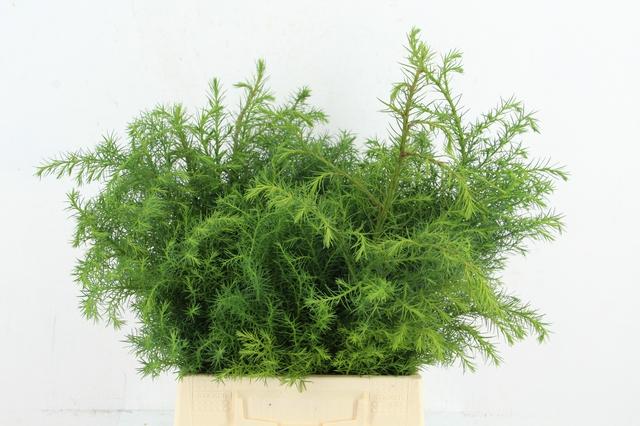 Coniferen Green 55cm