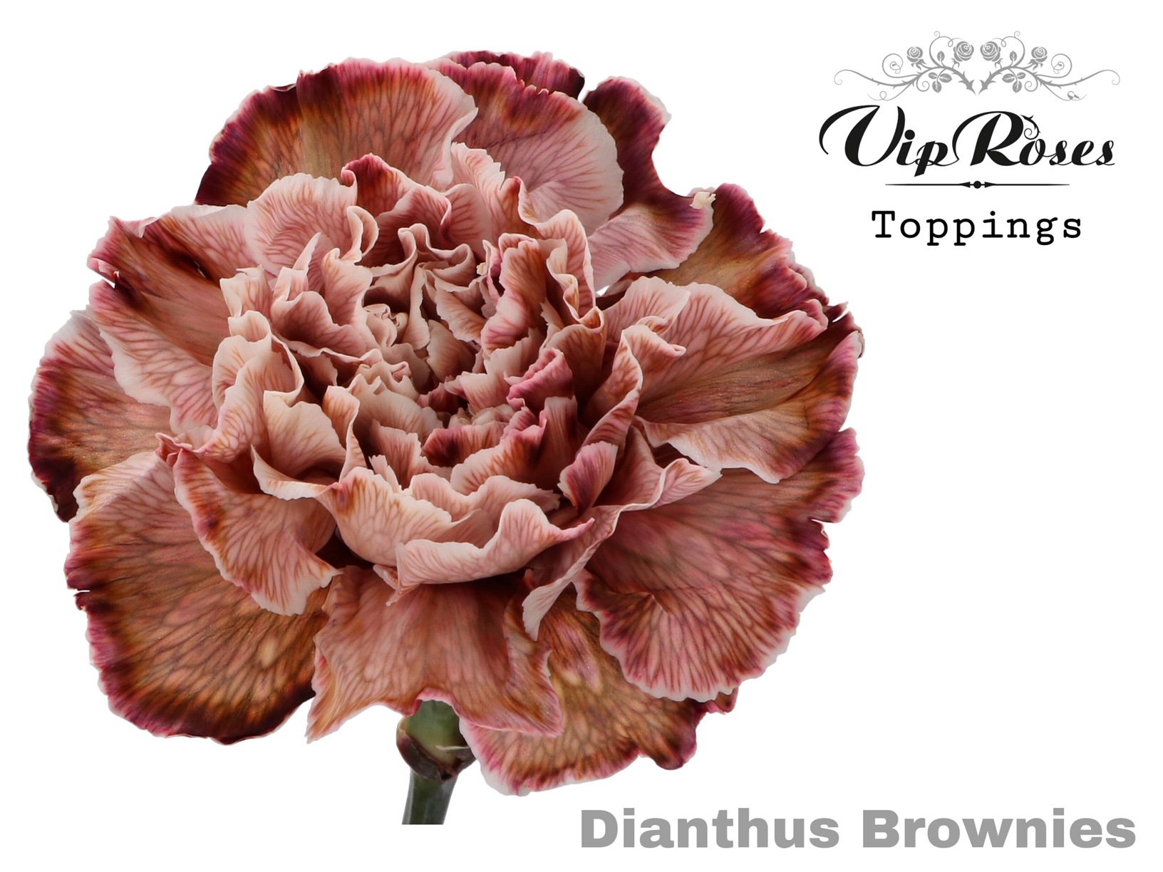 Di St Brownies 60 cm