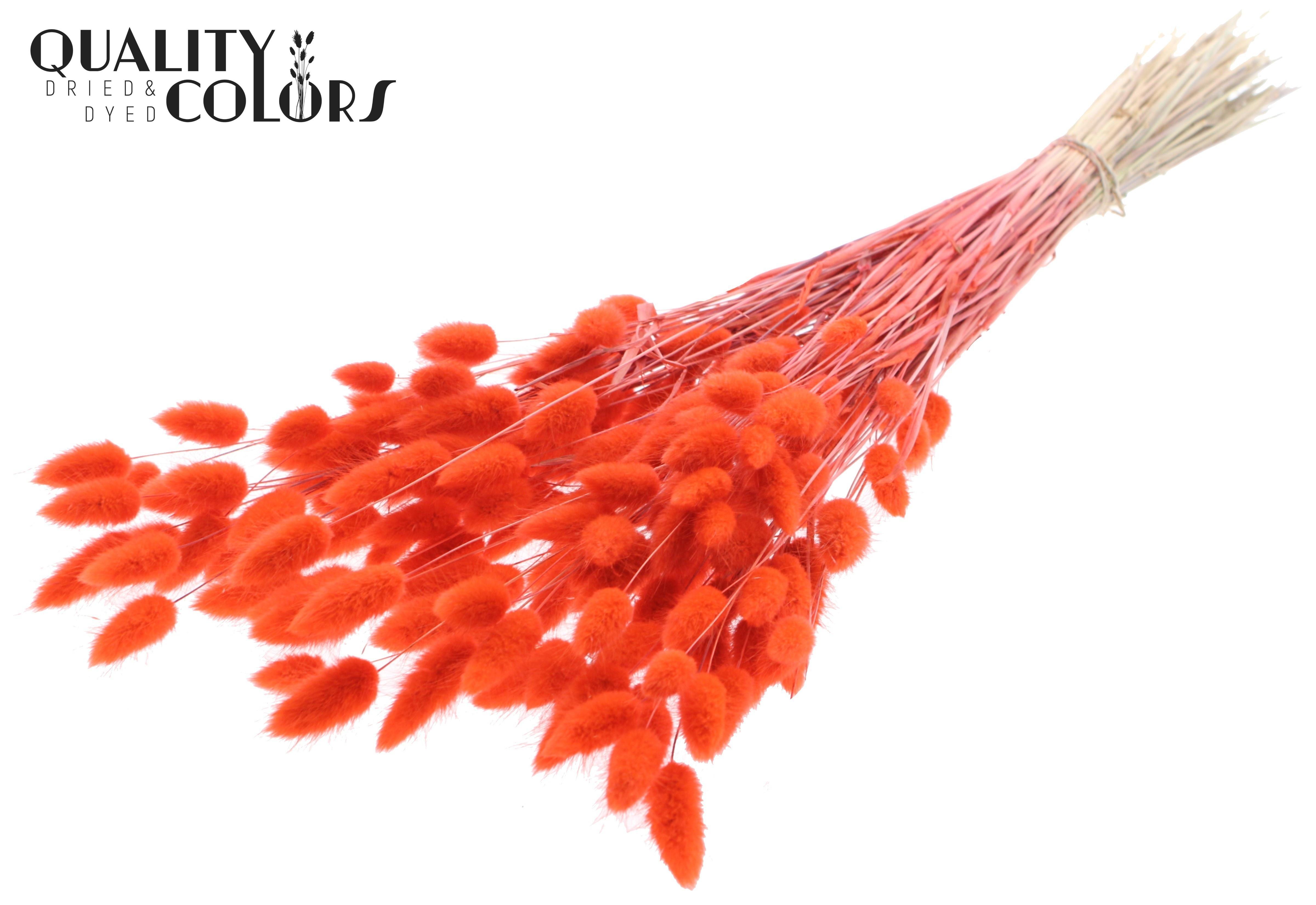 Lagurus Coral Per Bunch 70cm