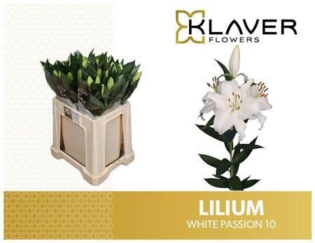 Li Or White Passion