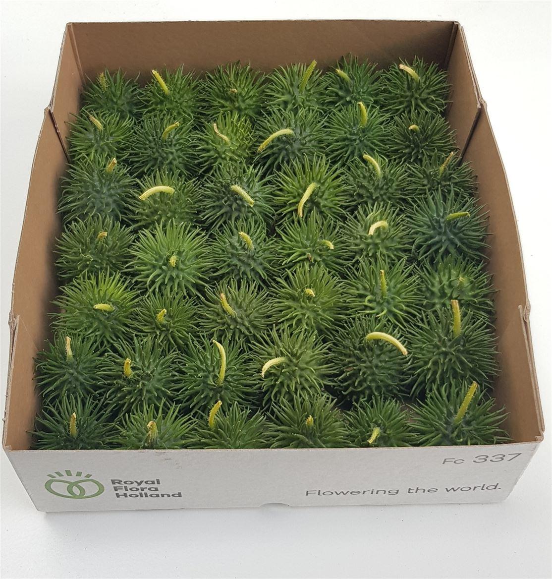 Sier Cucumis Hirsutus Holl X42