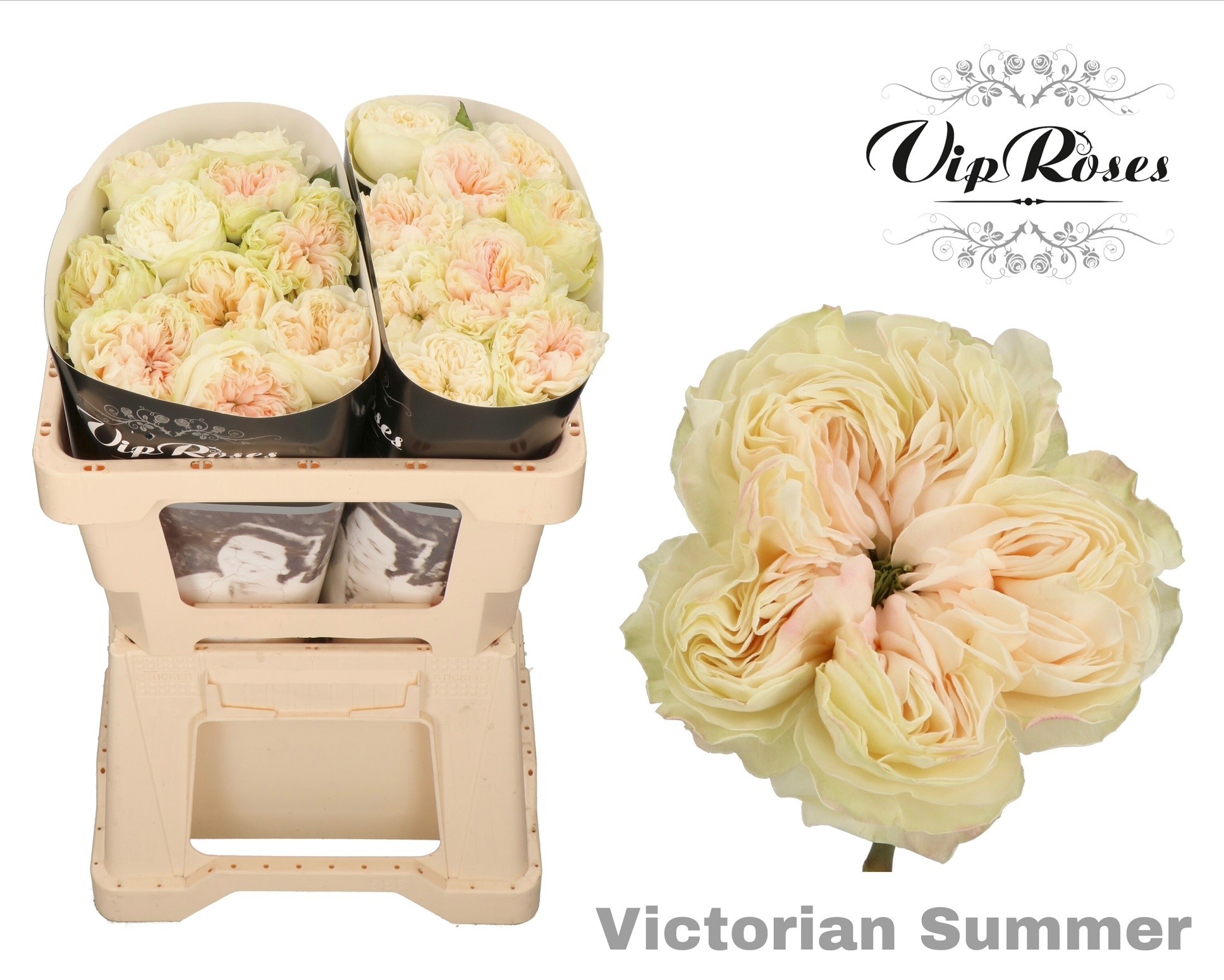 R Gr Victor Summer+