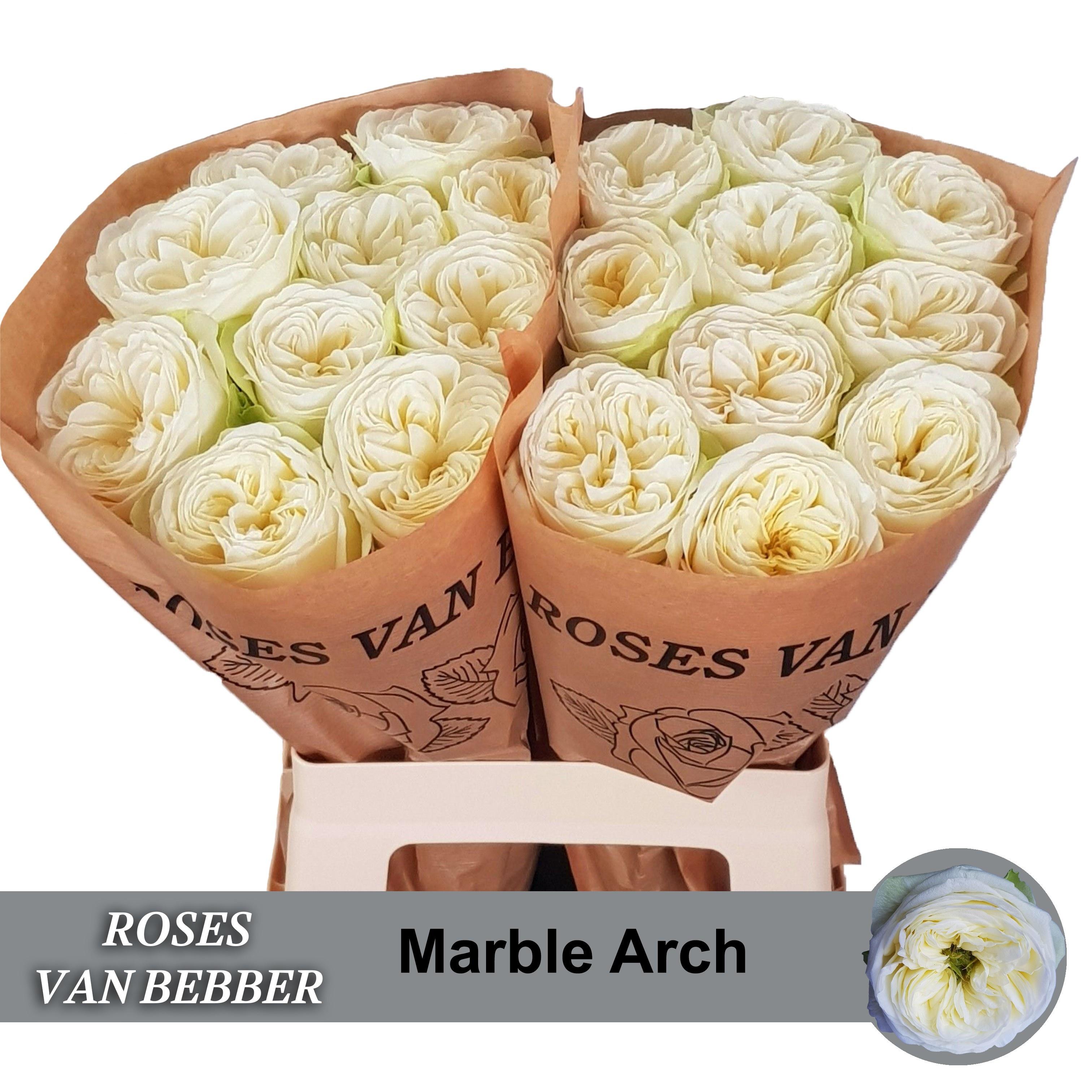 Rosa Garden Marble Arch 60cm